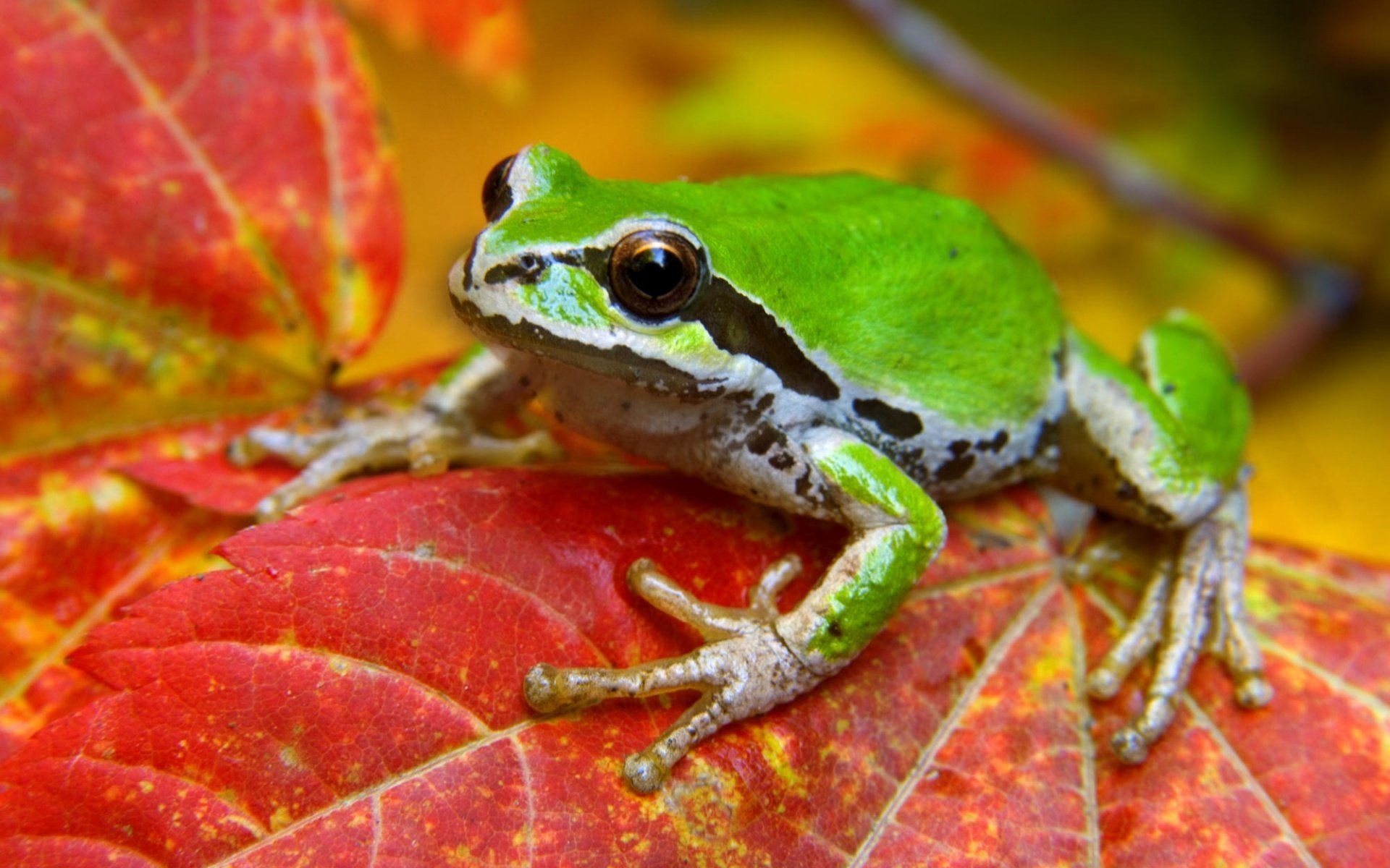 rana verde hoja