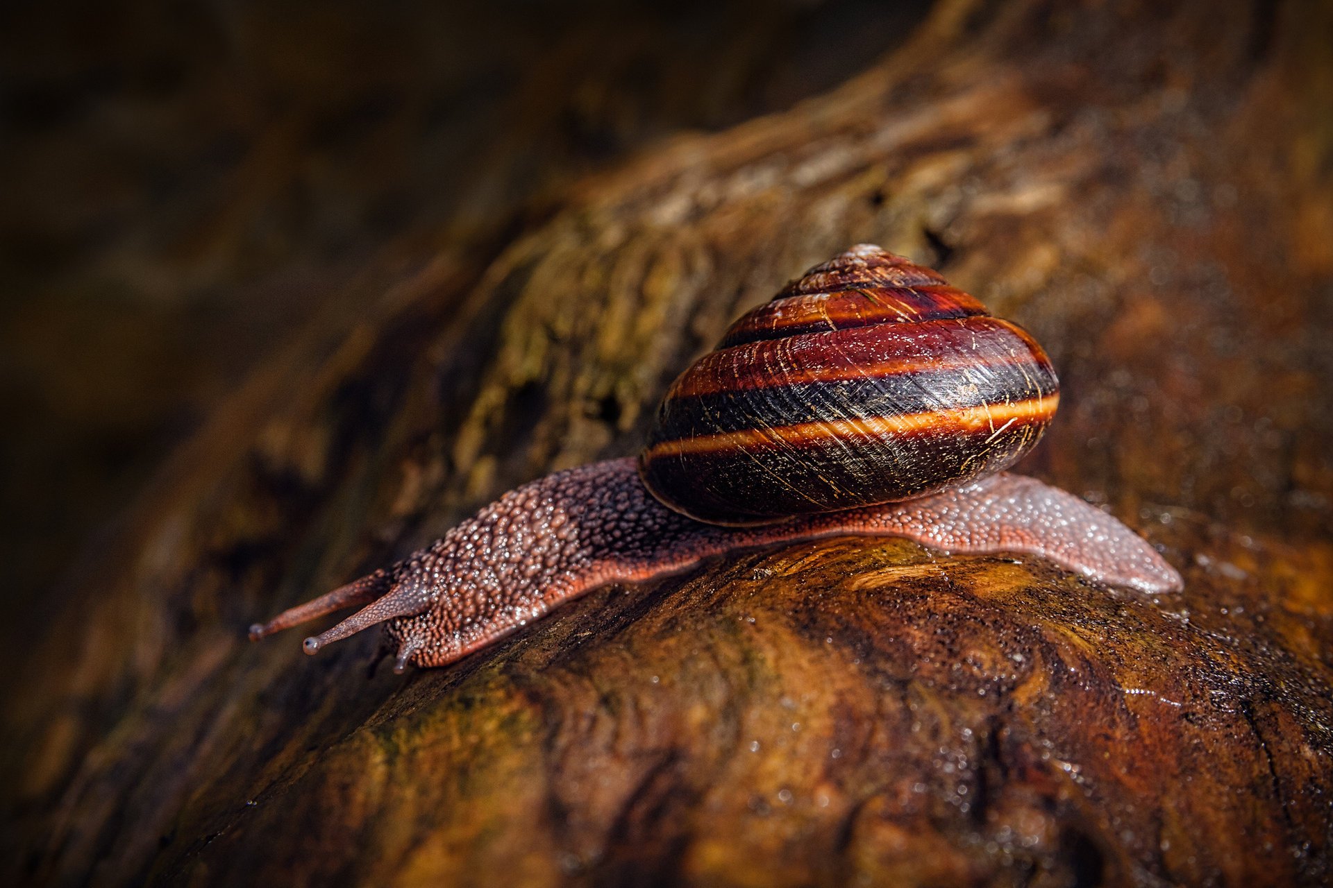 insekten schnecke