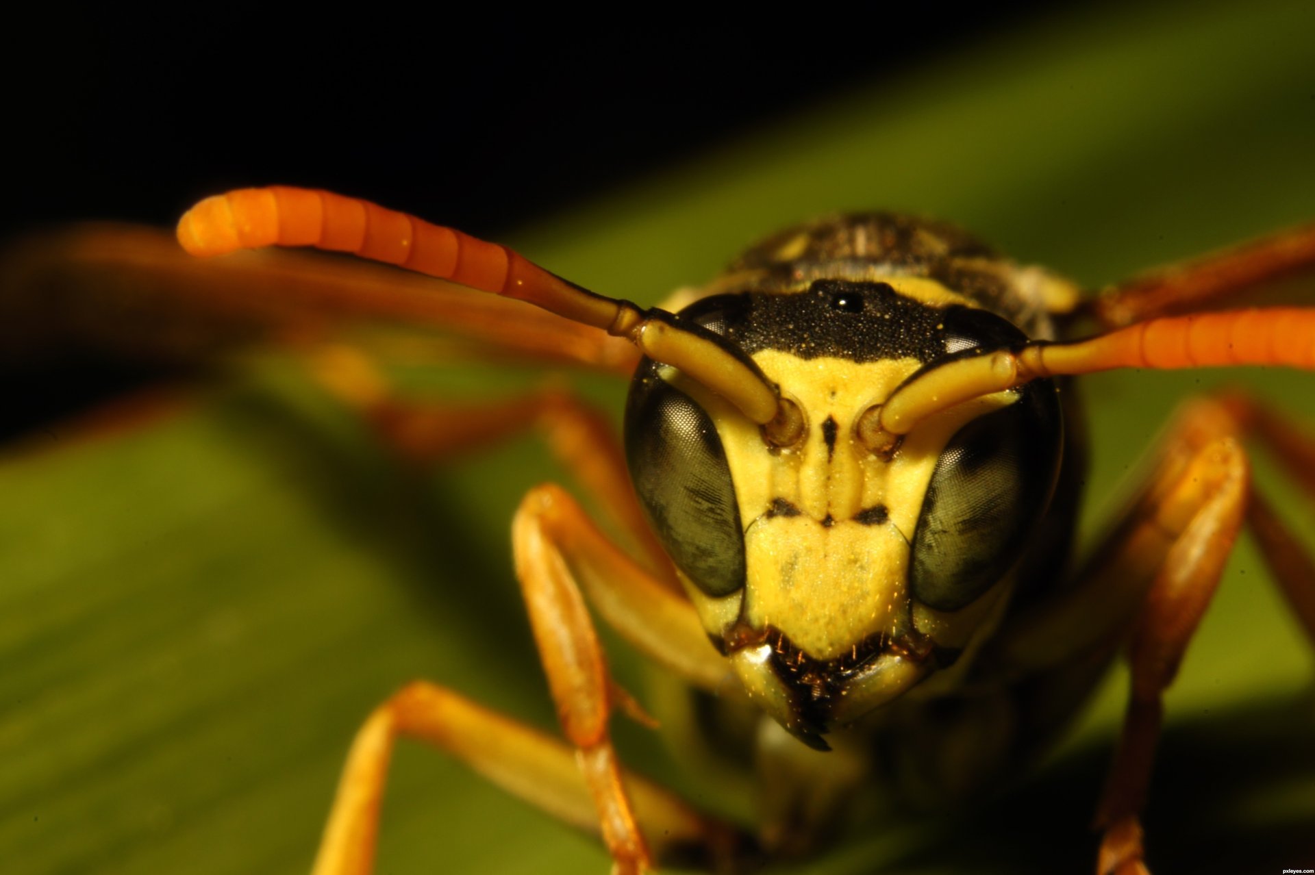 frelon insecte tête yeux facette gros plan