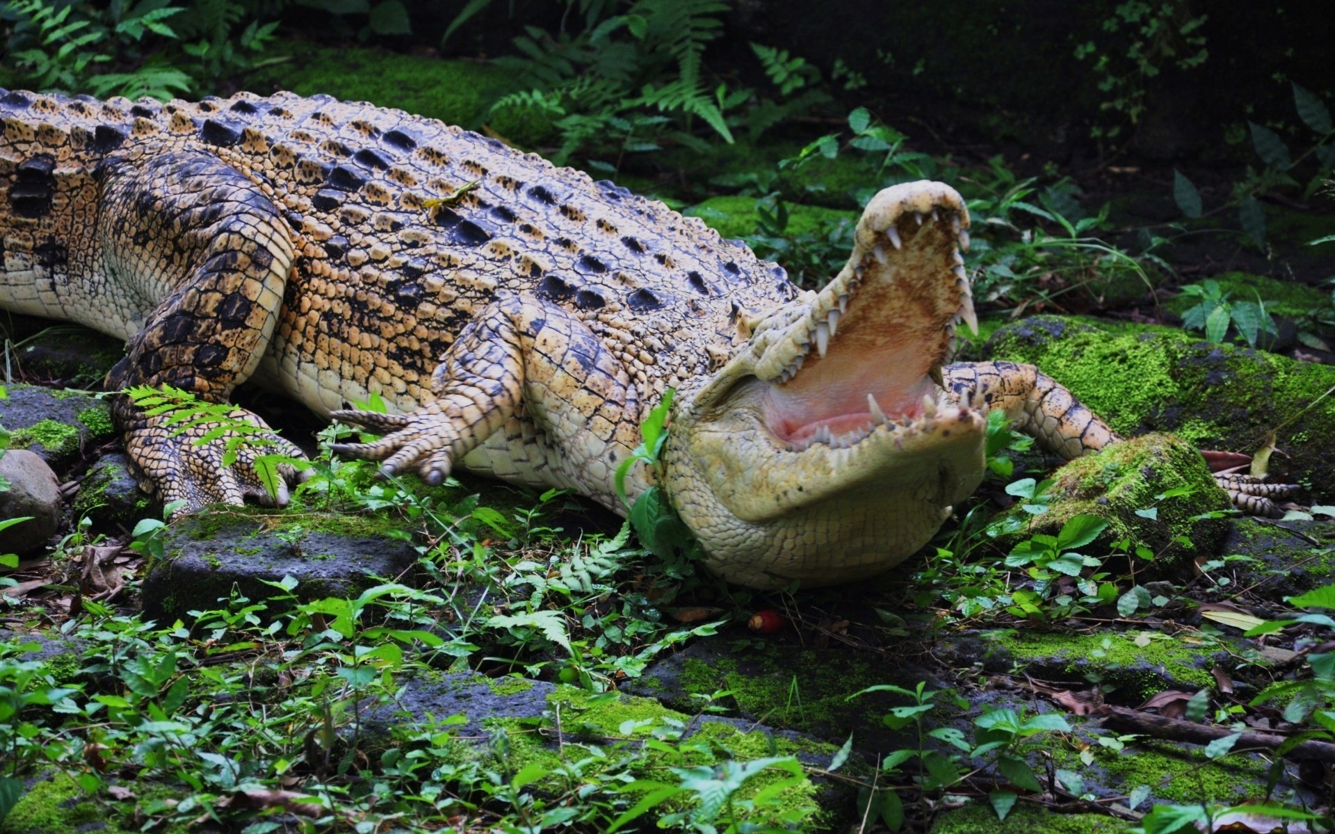 coccodrillo bocca denti