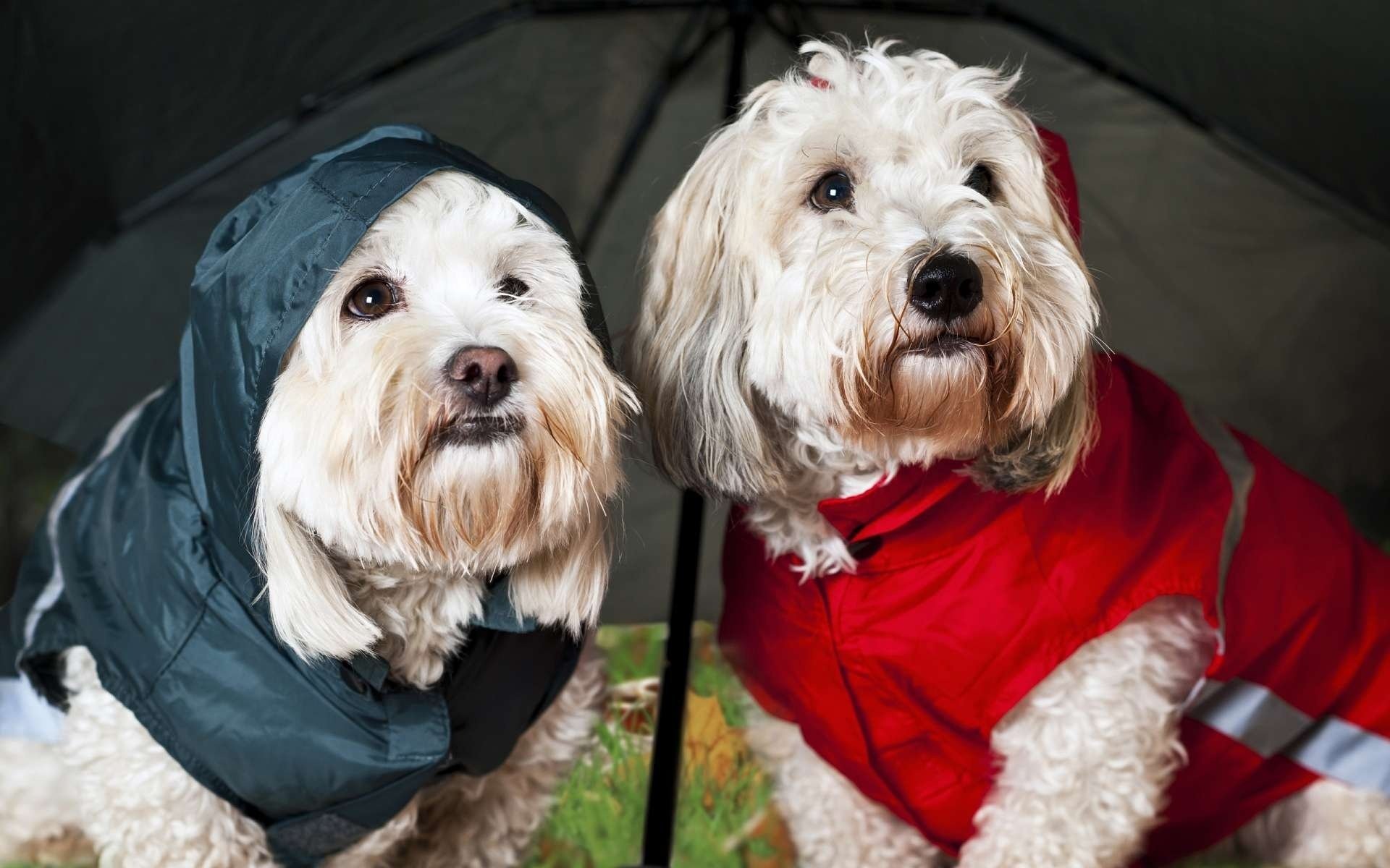 cagnolini ombrello pioggia