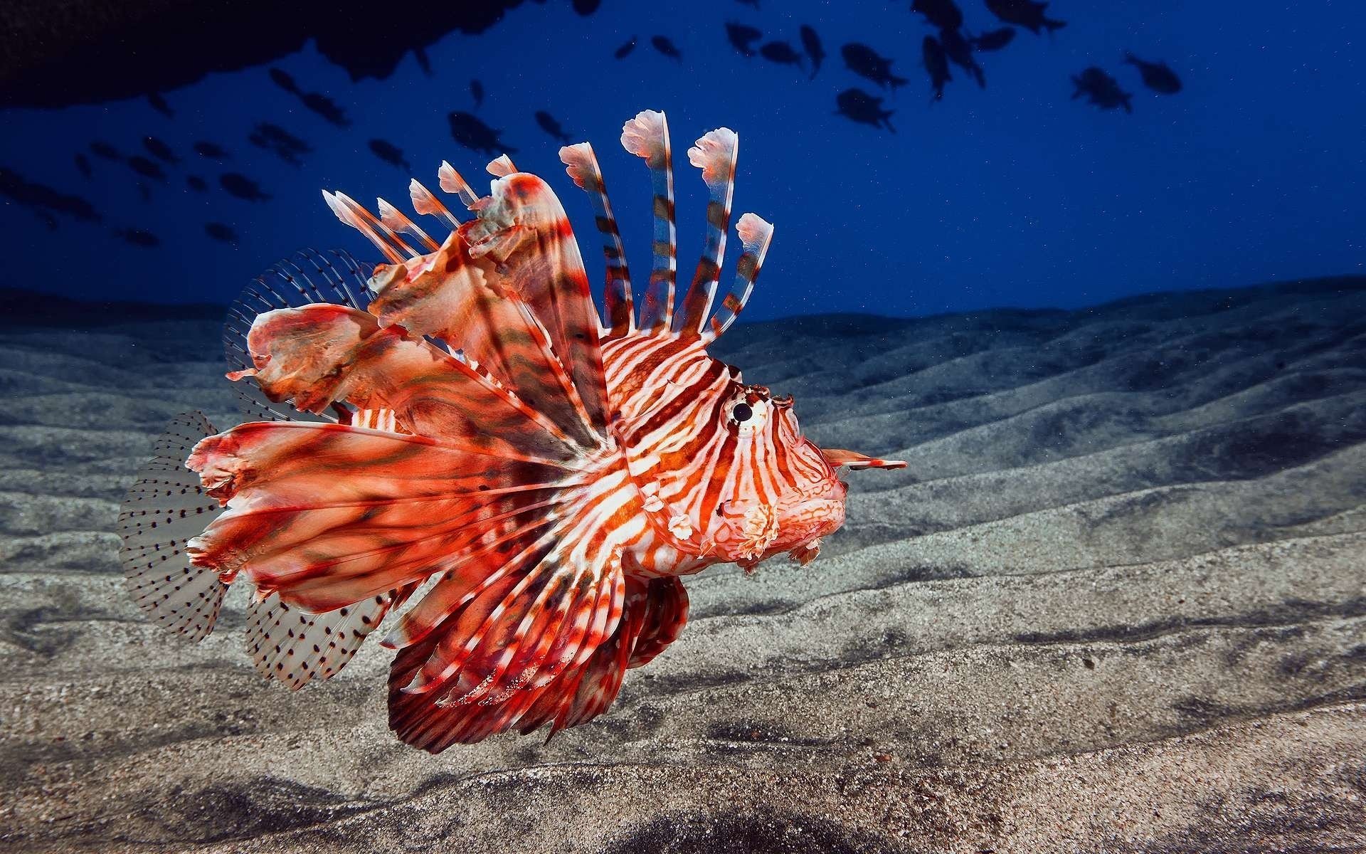 fish lionfish lion fish