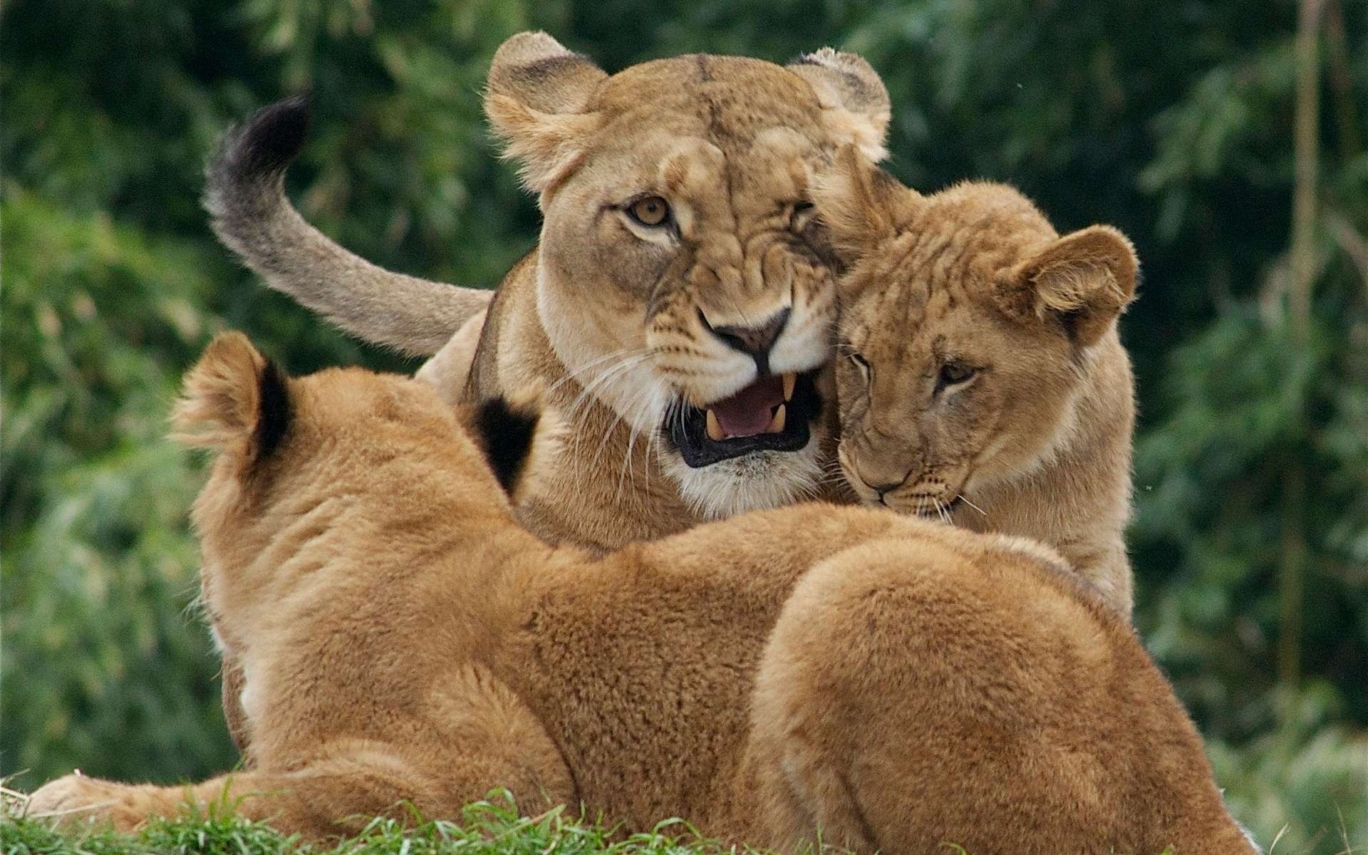 leoni leonessa cuccioli di leone