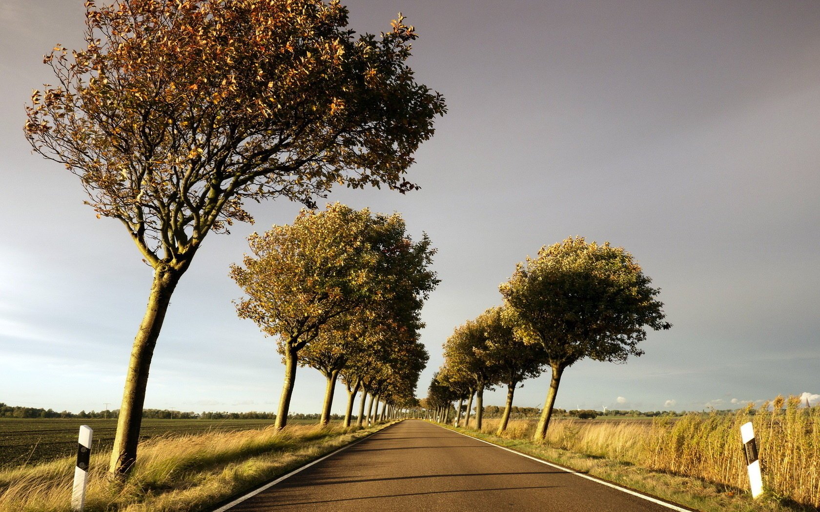 bäume straße landschaft