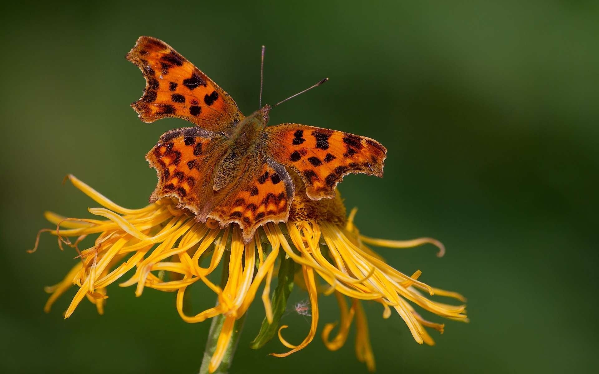 insetti farfalla fiore