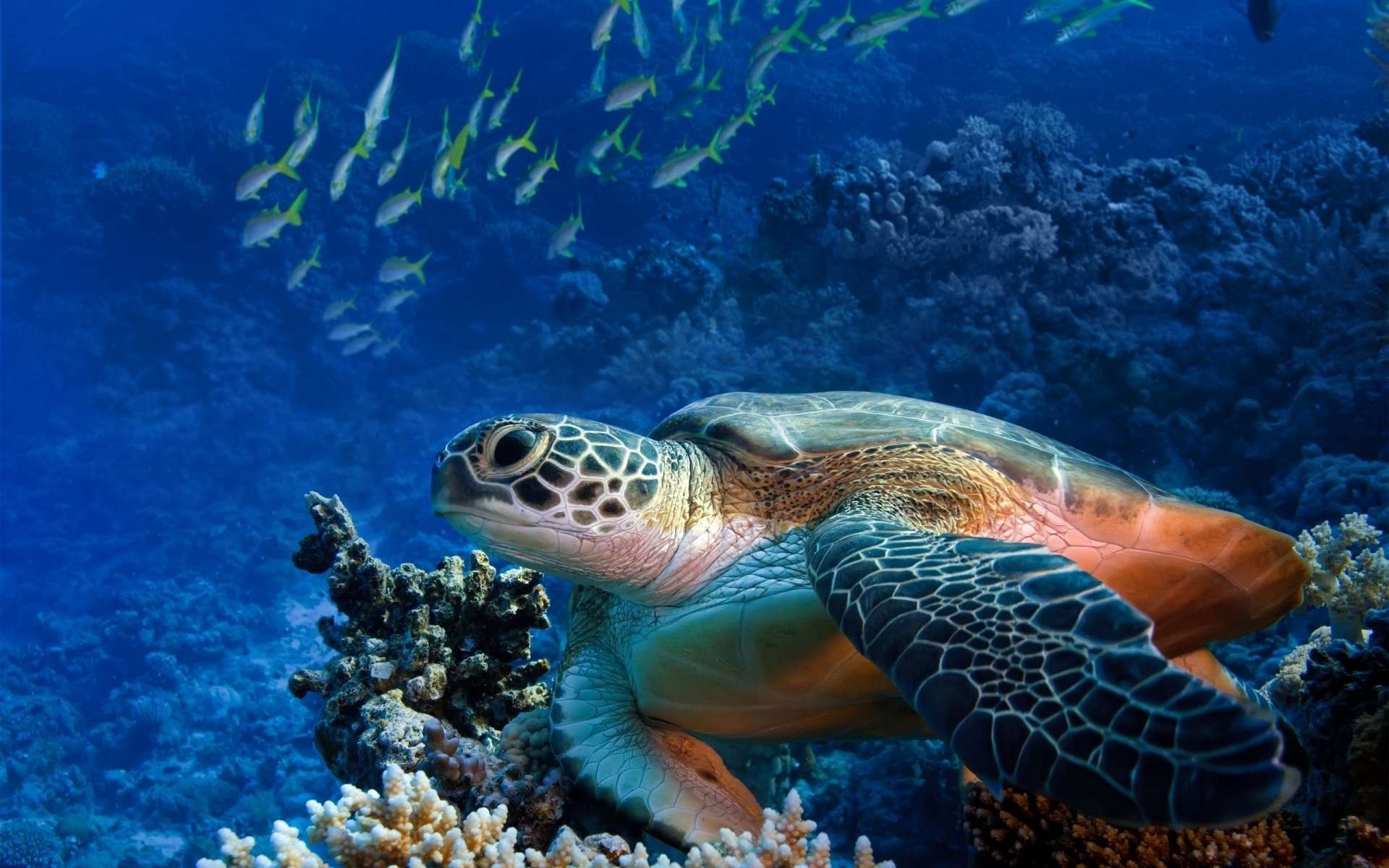 arrecife mundo submarino tortuga peces