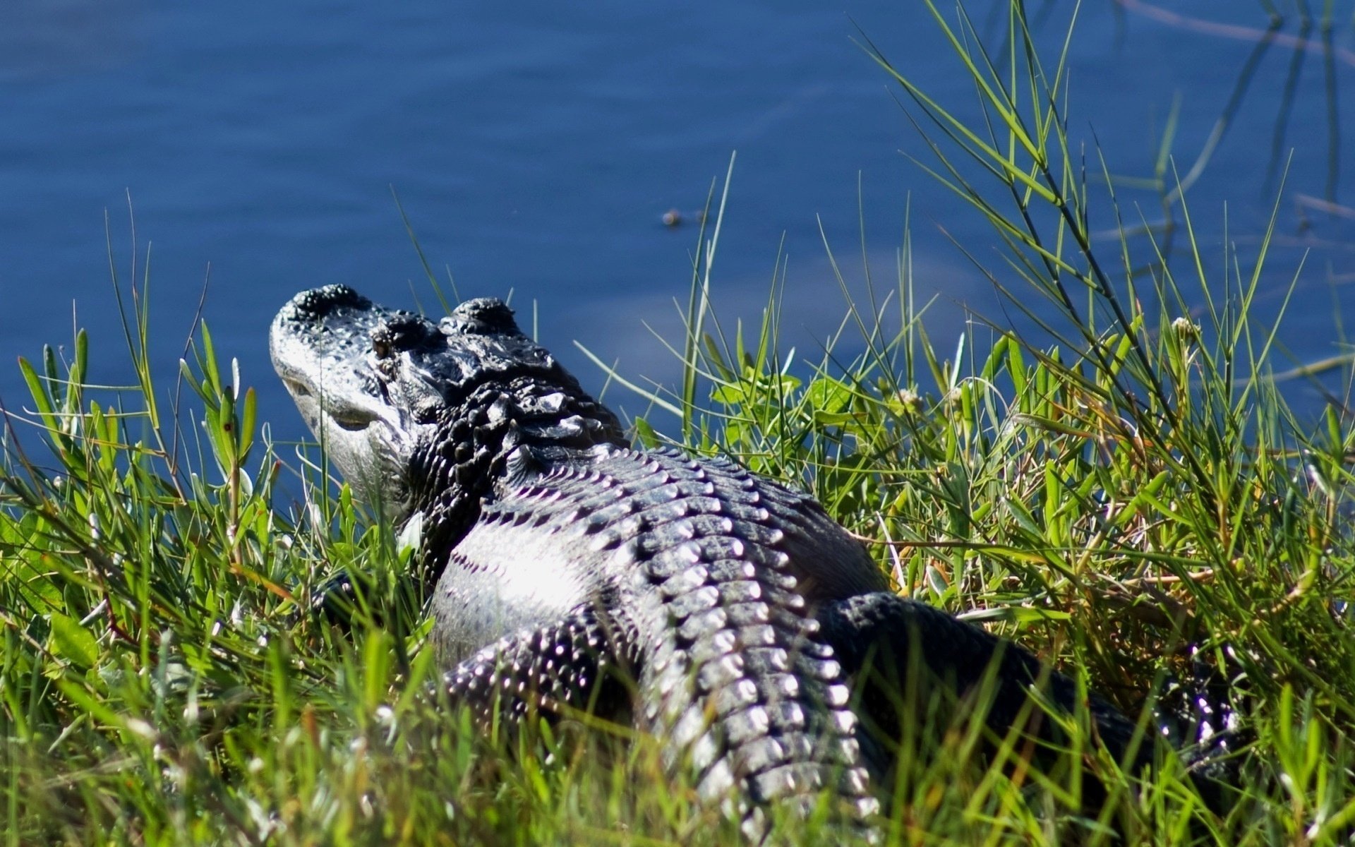 crocodile herbe eau