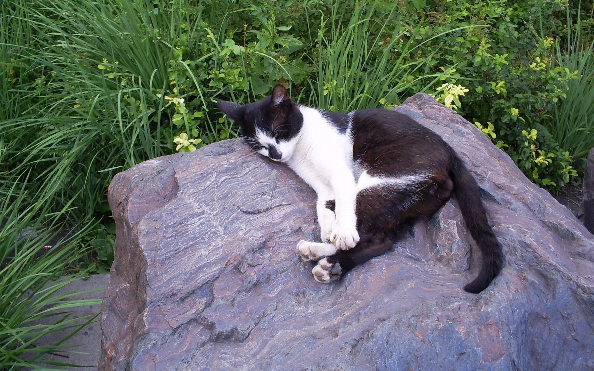 katze schwarz und weiß stein