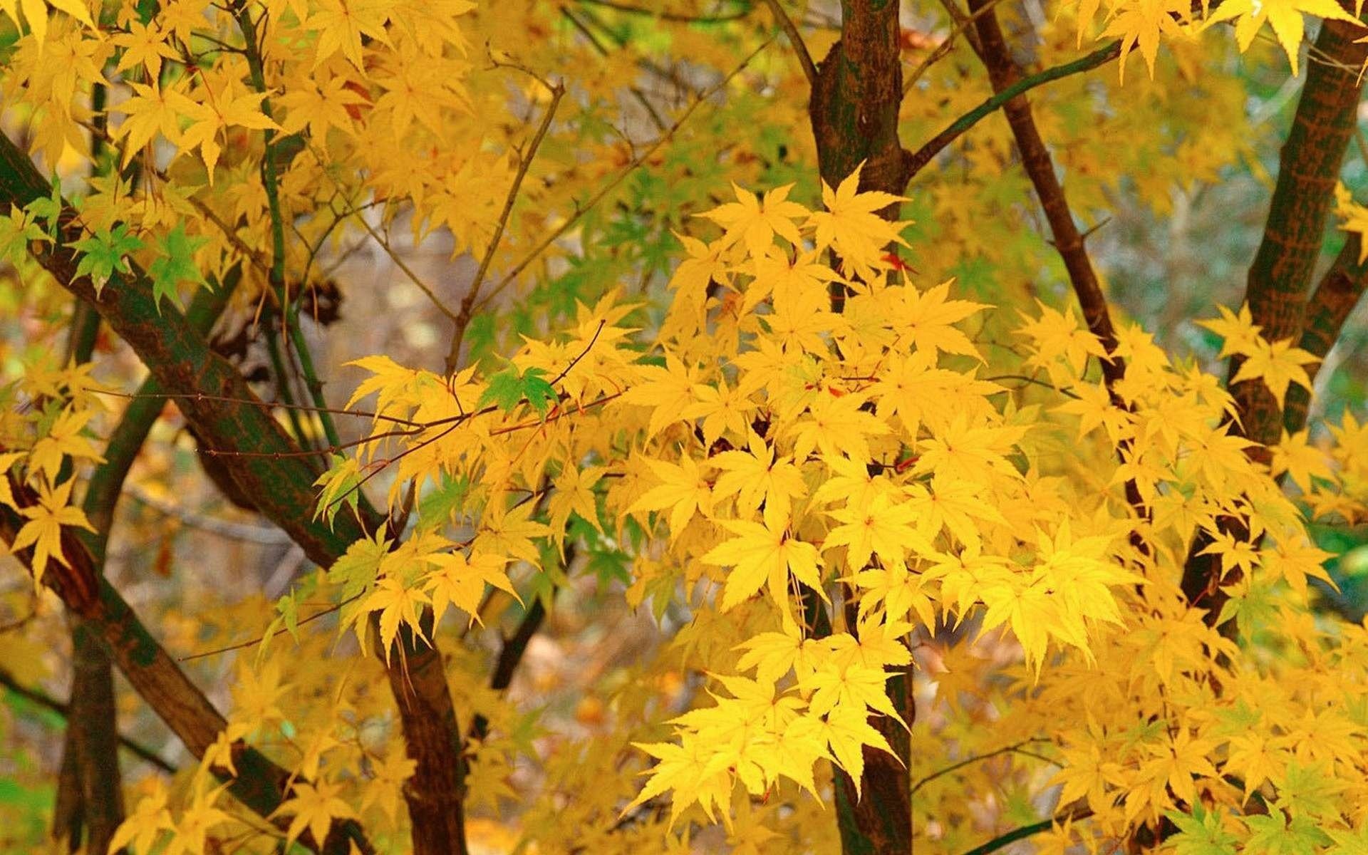 feuilles érable automne