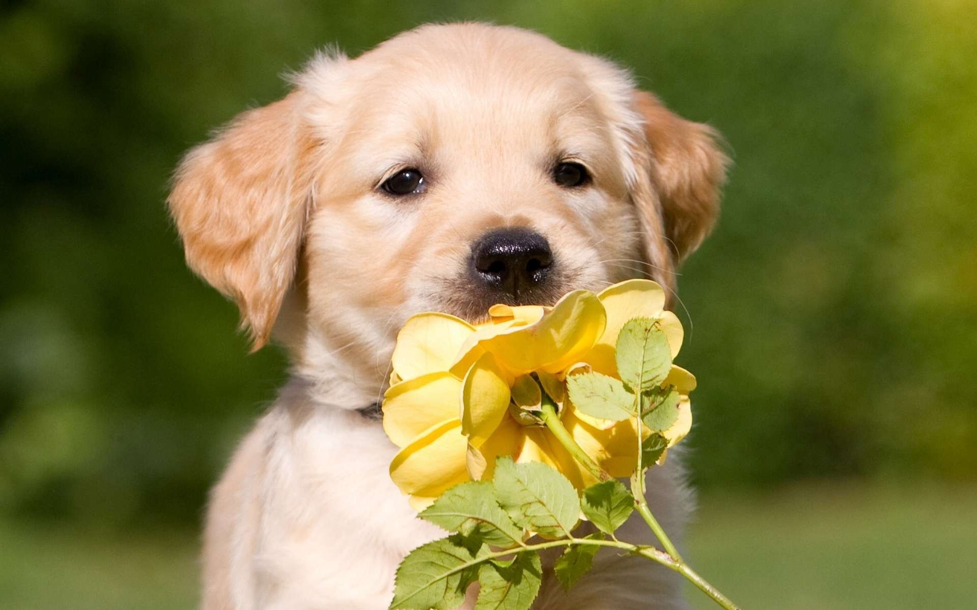 puppy retriever rose gift