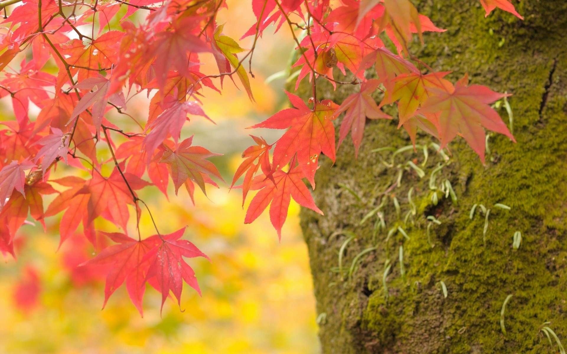 tree maple branches autumn