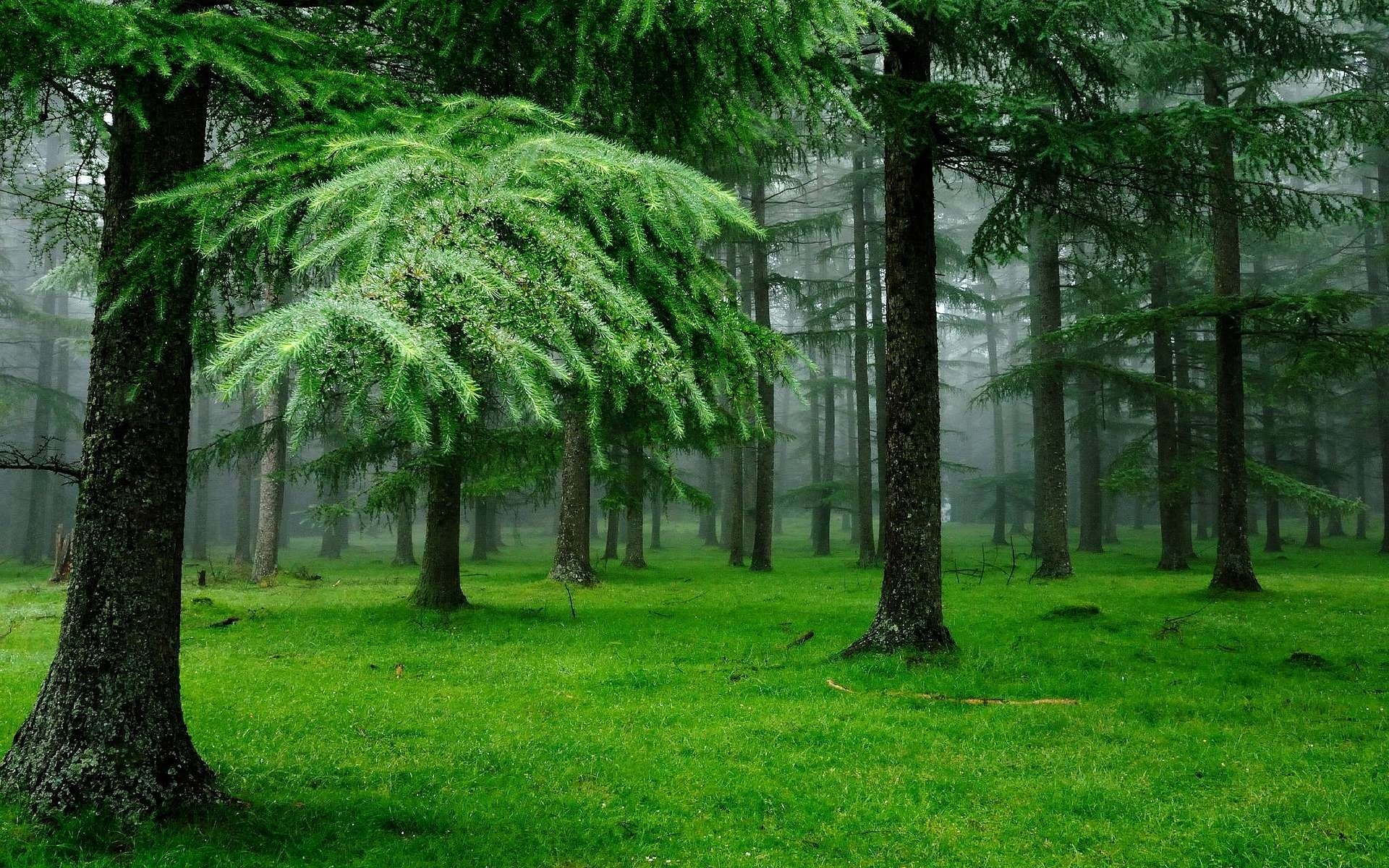 arbres forêt été