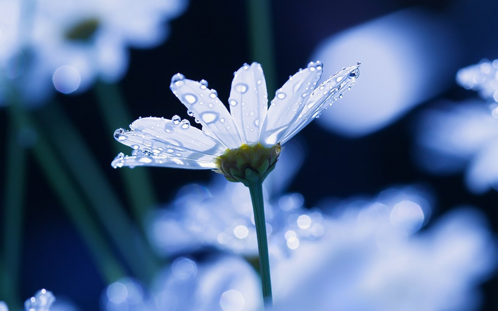 flores macro agua margarita gotas