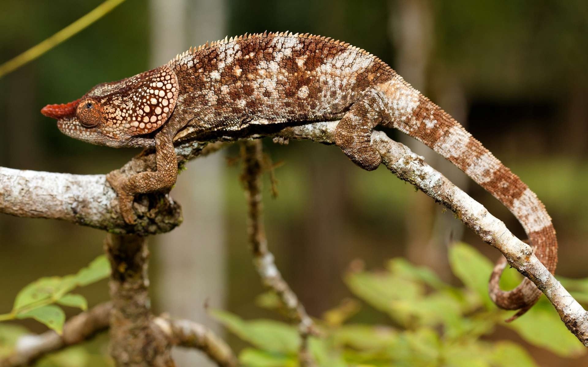 lézard caméléon