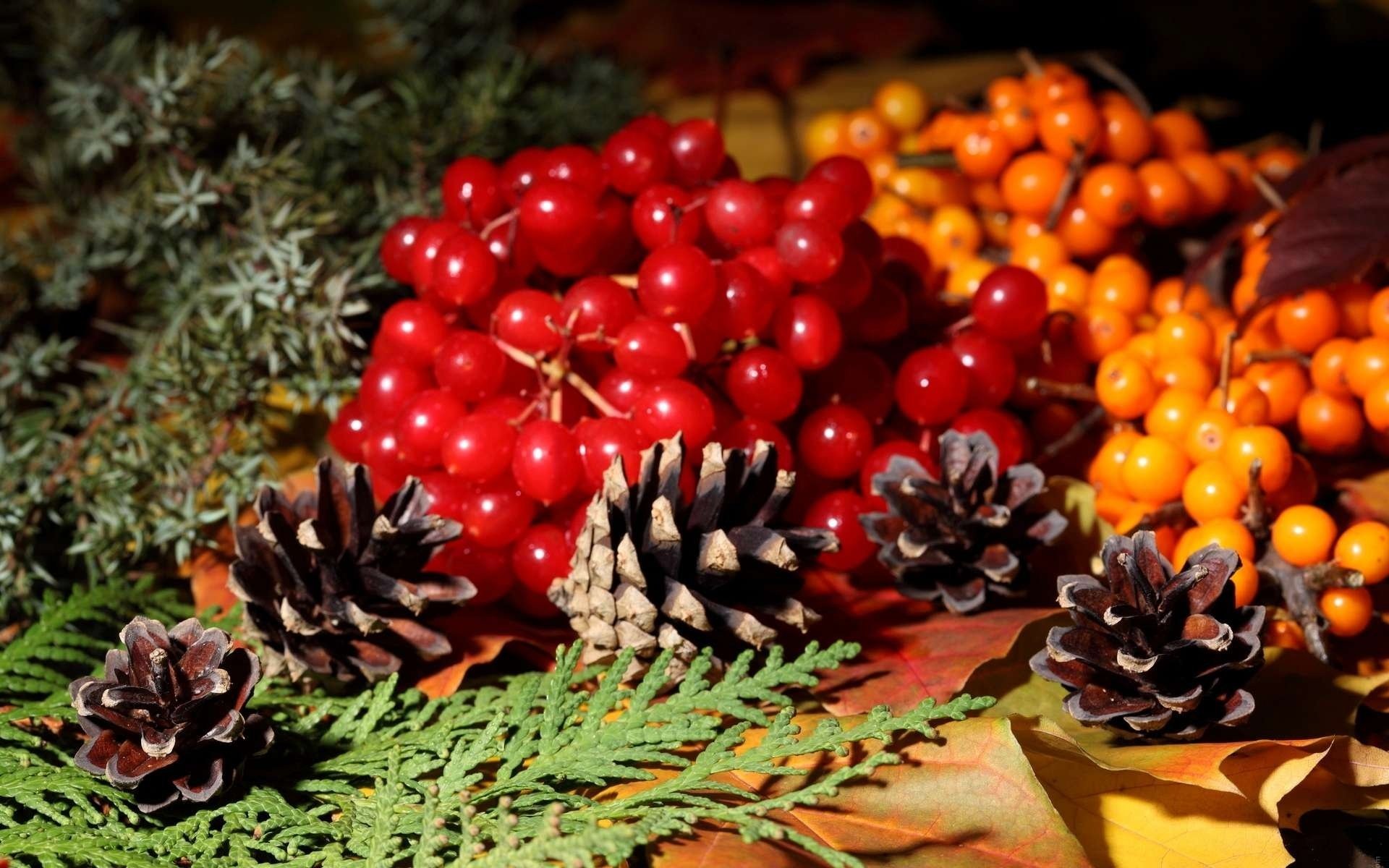 zapfen beeren viburnum eberesche herbst