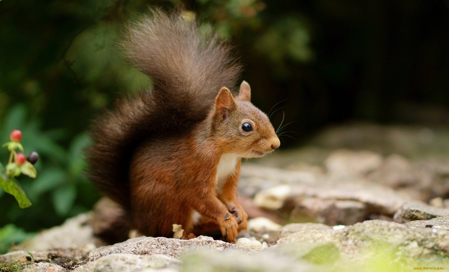 quirrel ears ponytail forest