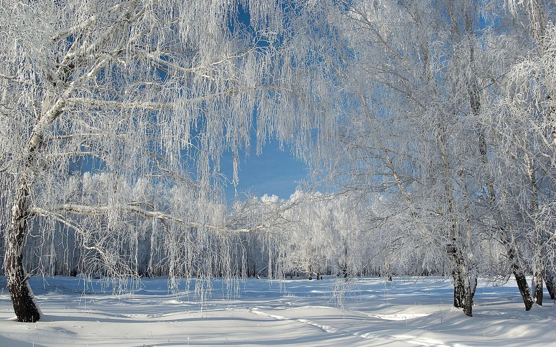 winter snow frost forest