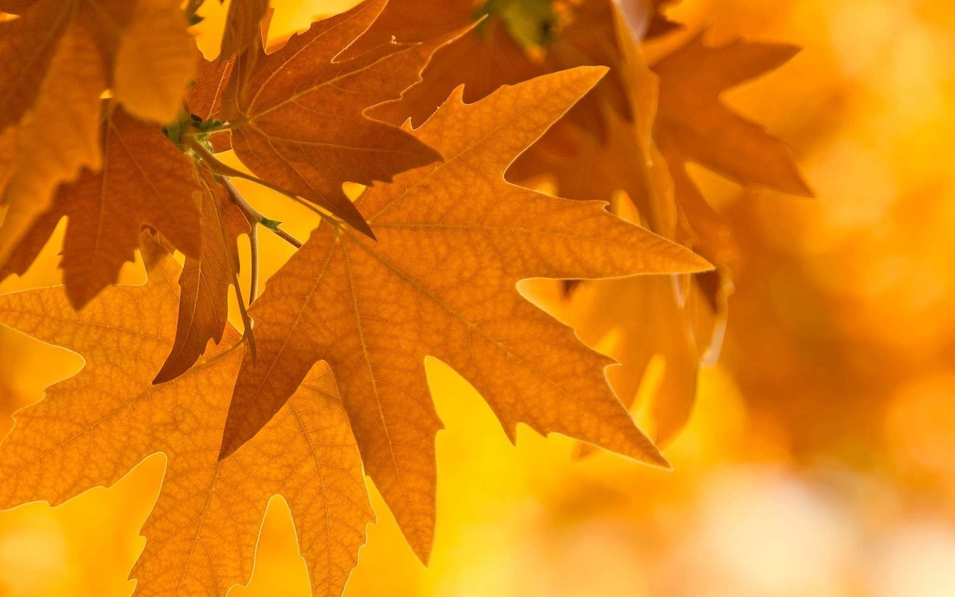 maple leaves macro