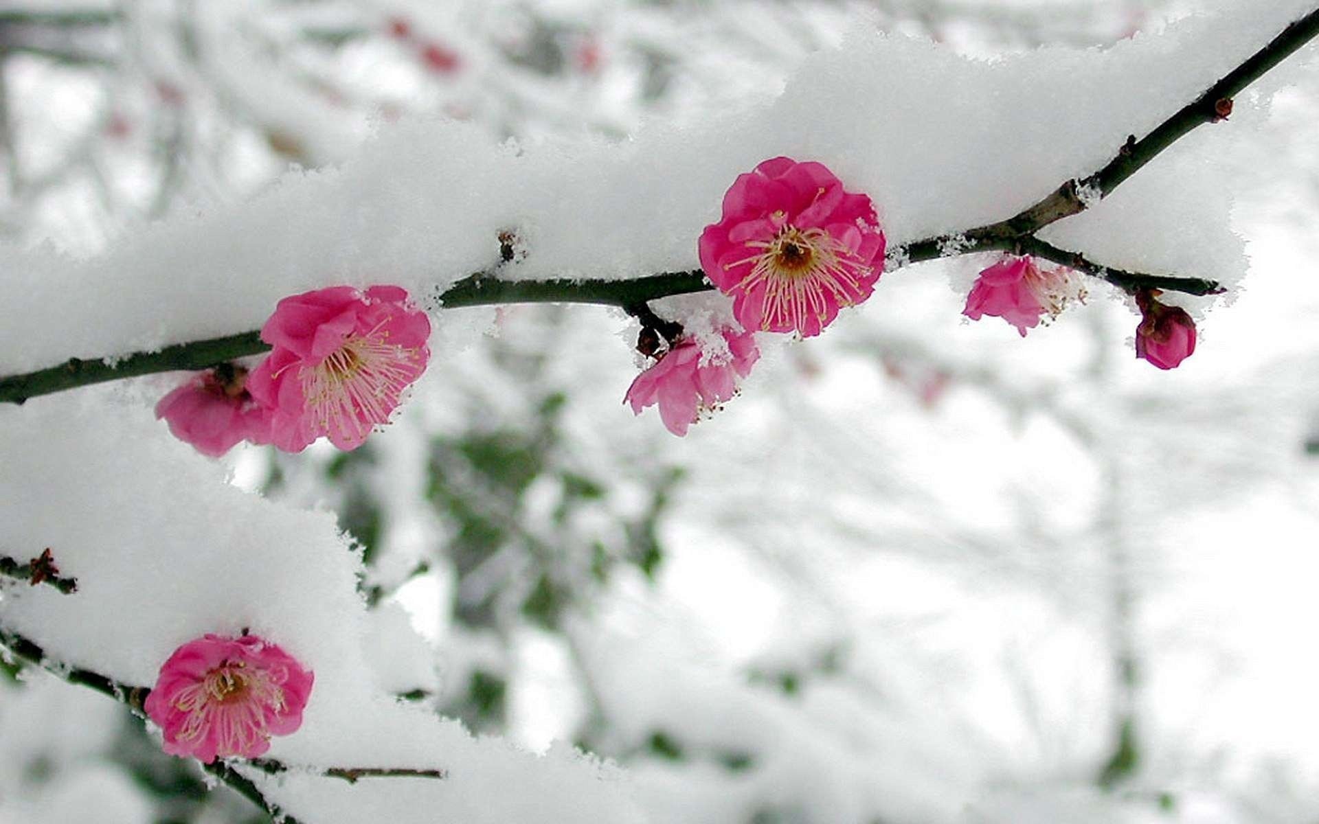 fleurs sakura branche neige