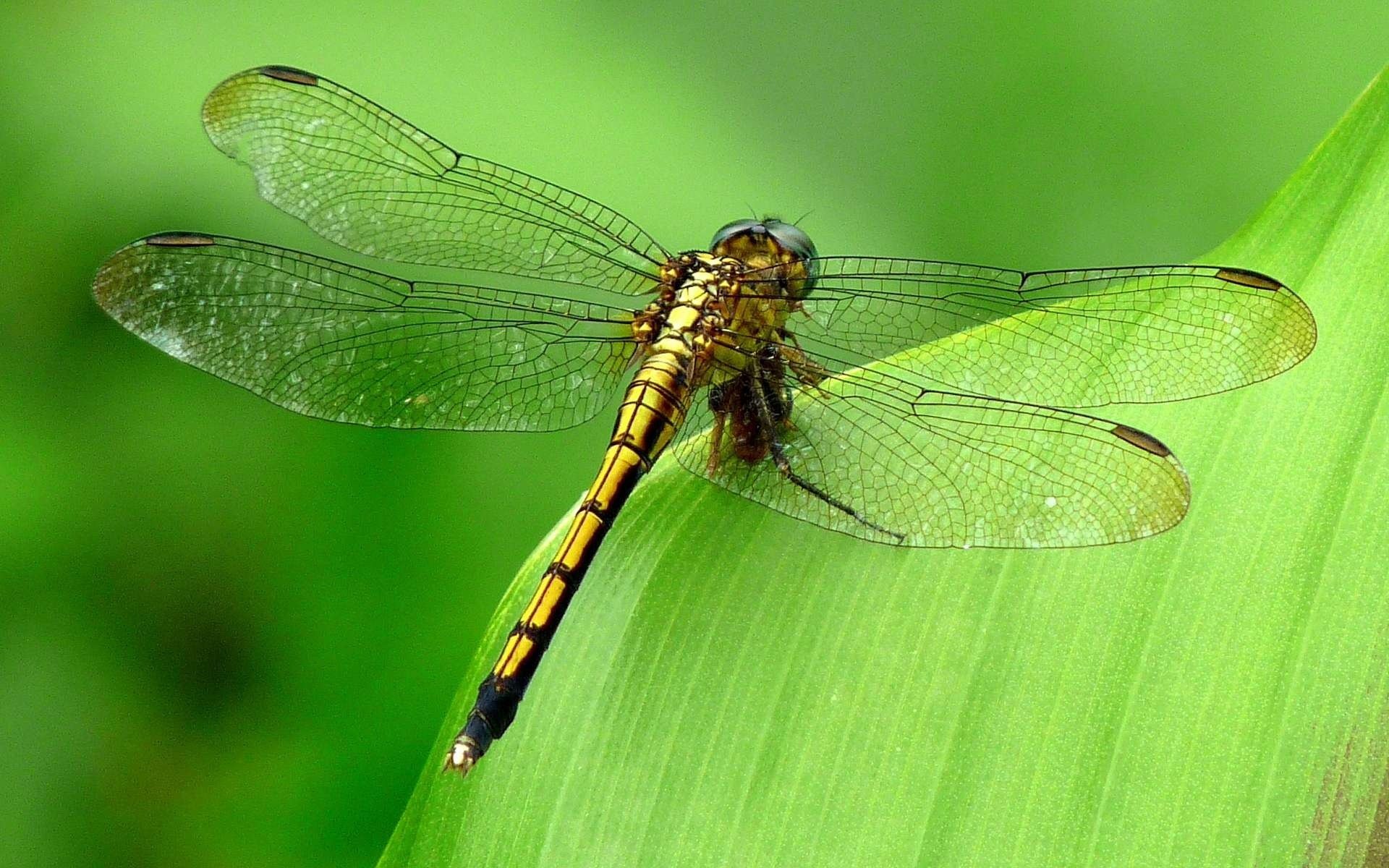 insectos libélula fondo verde