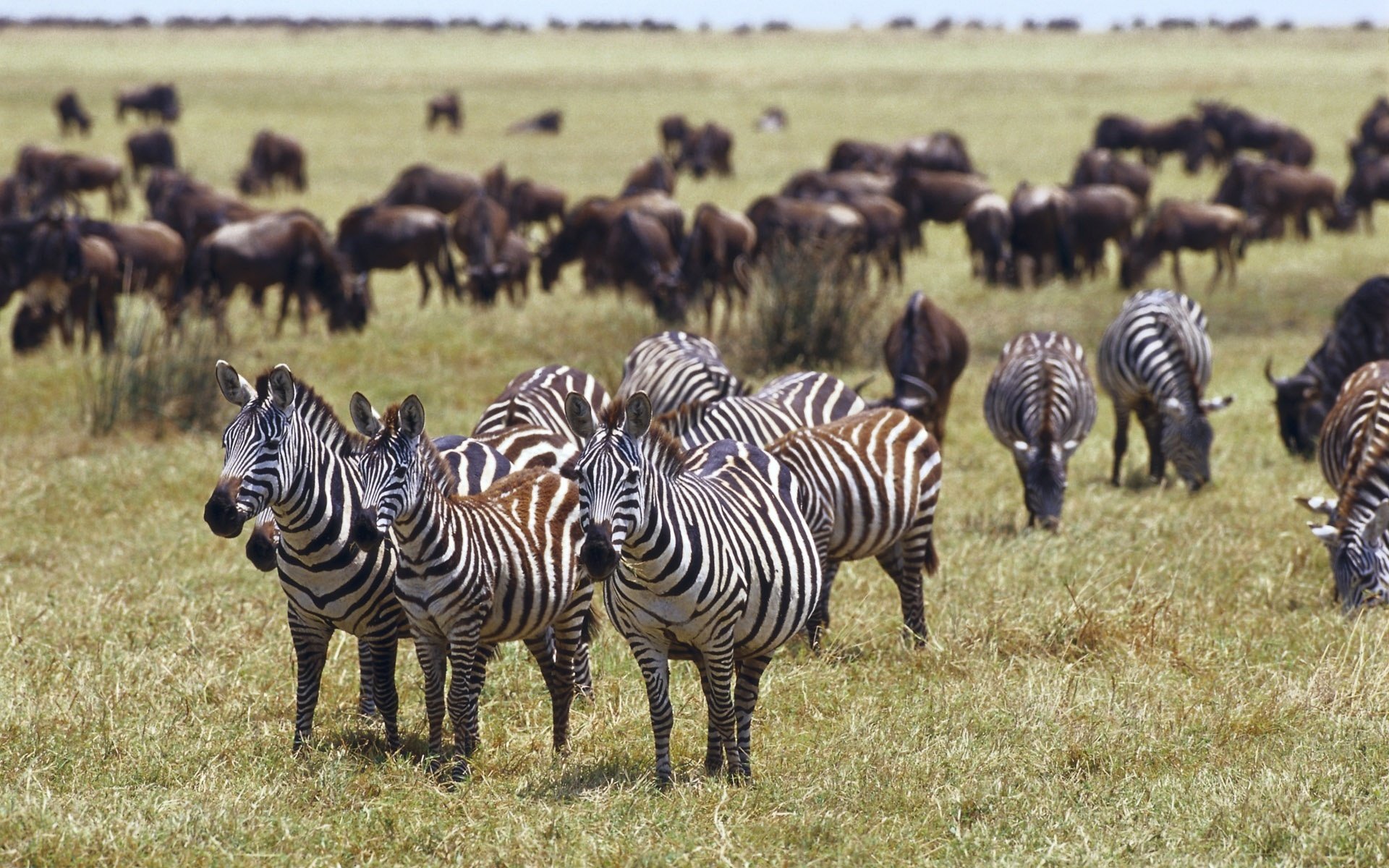 zebras gras