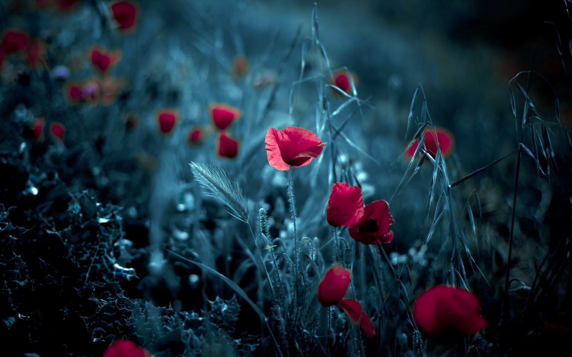 amapolas espigas fondo