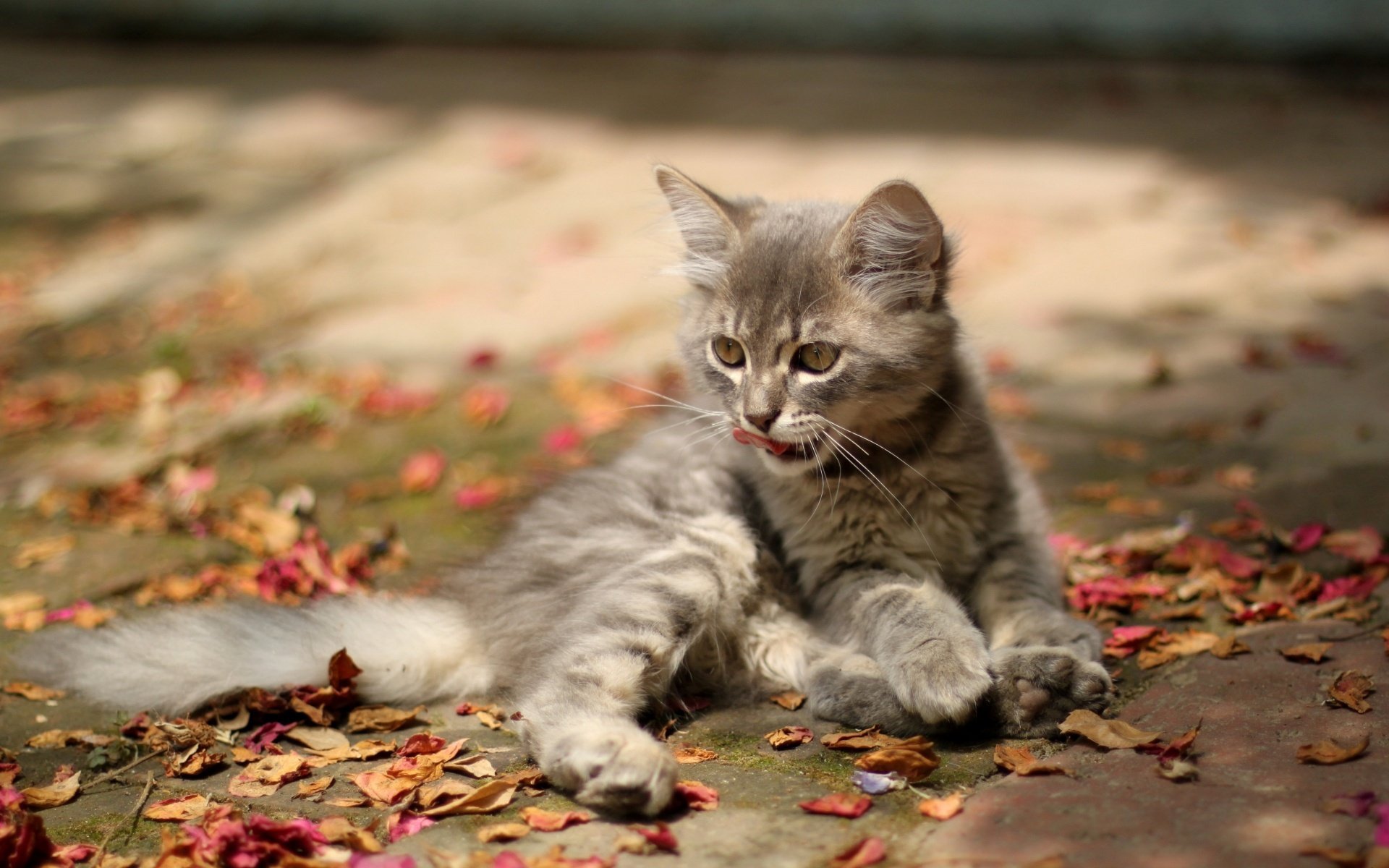 chaton gris feuilles