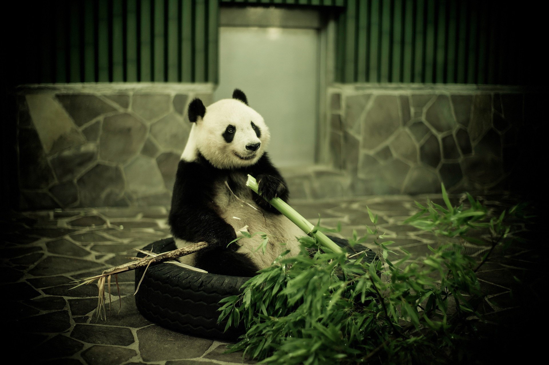 panda orso di bambù bambù zoo