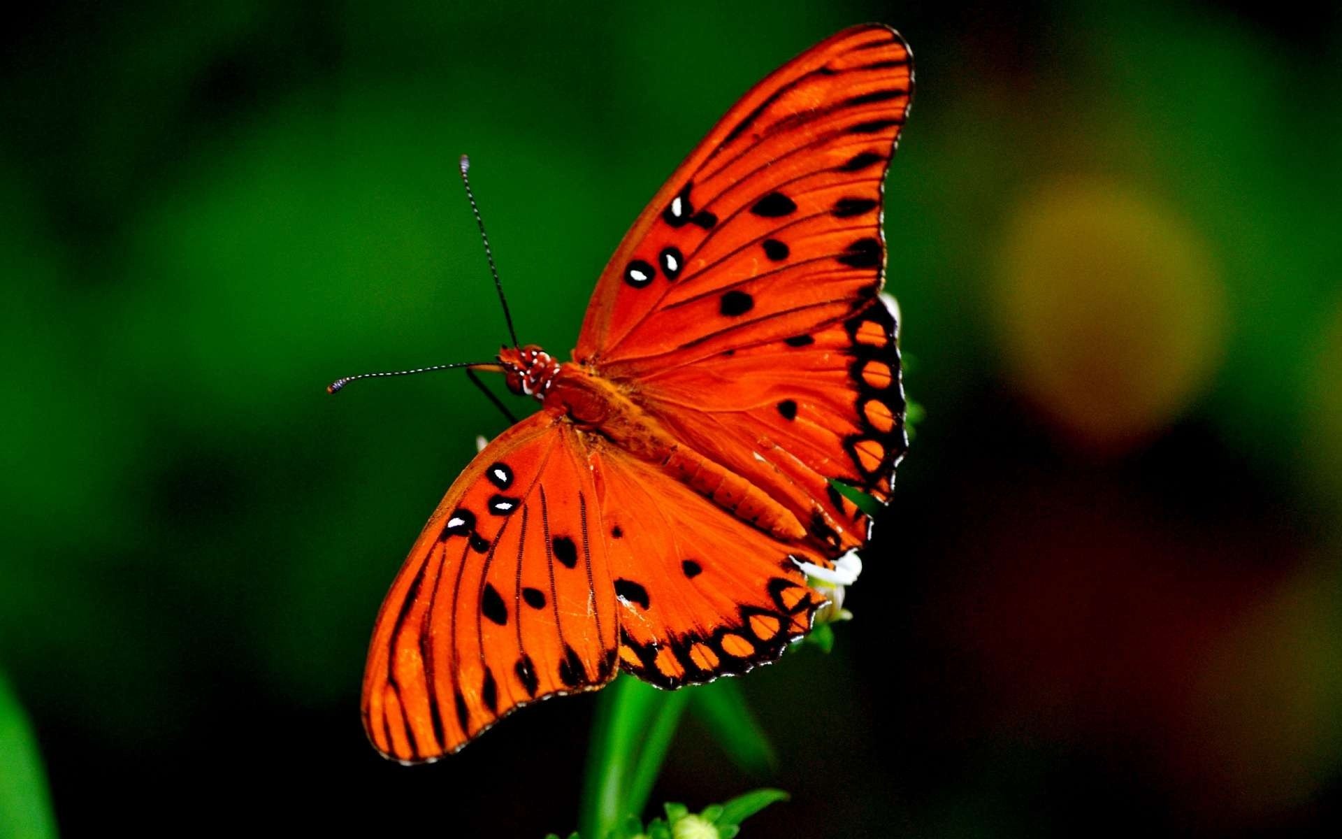 insectos mariposa