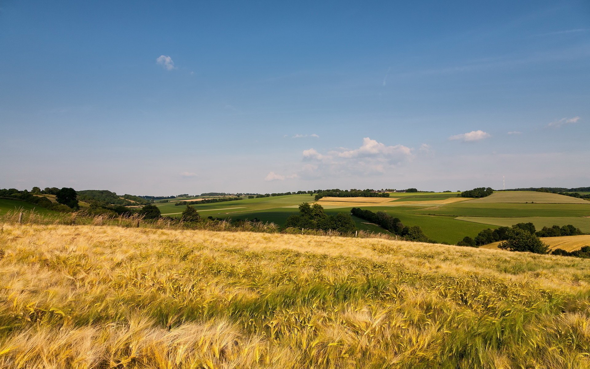 champ nature paysage été