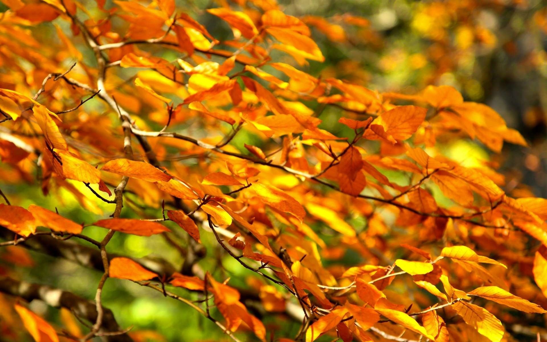 branche feuilles gros plan