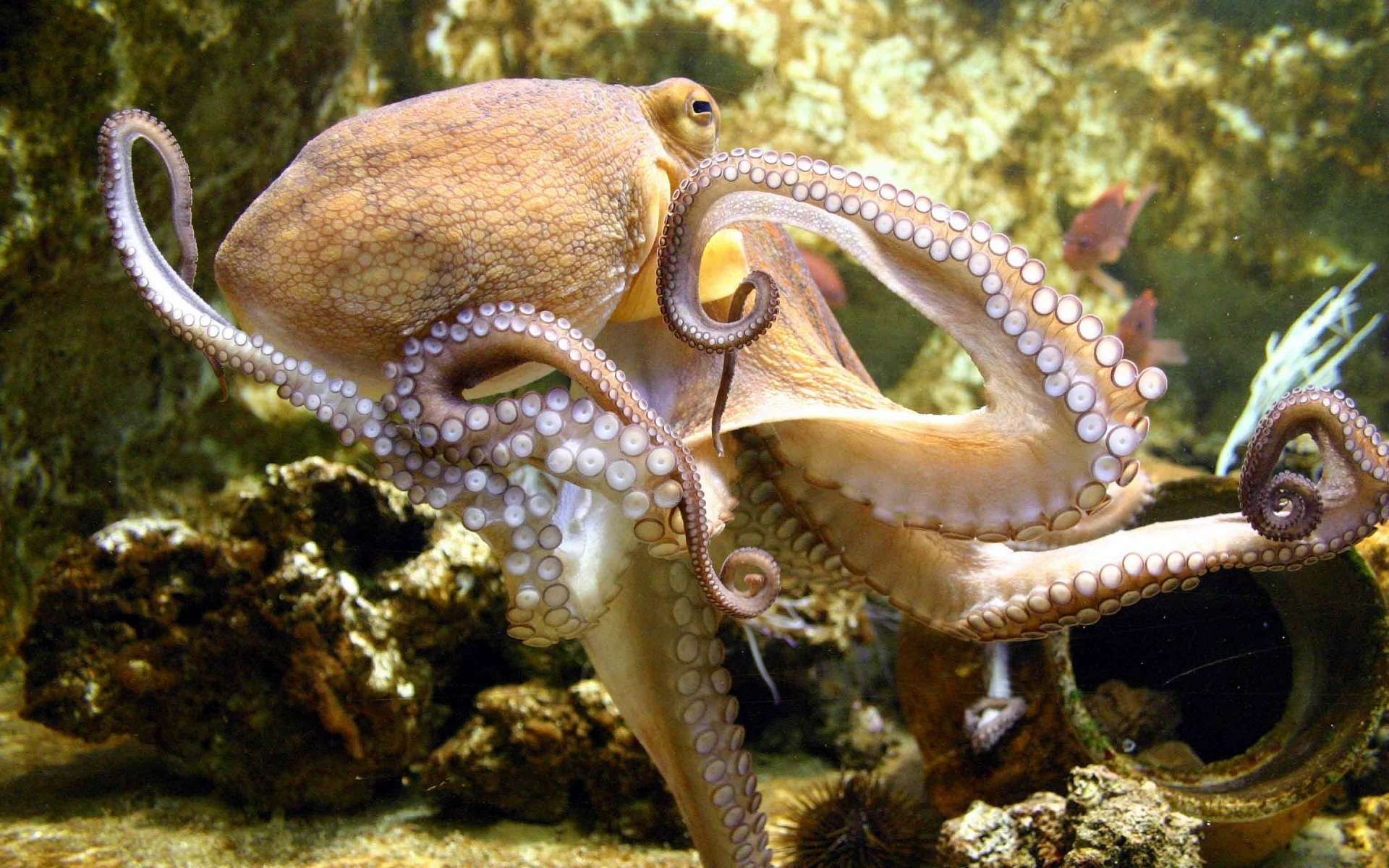 octopus underwater world octopus clam