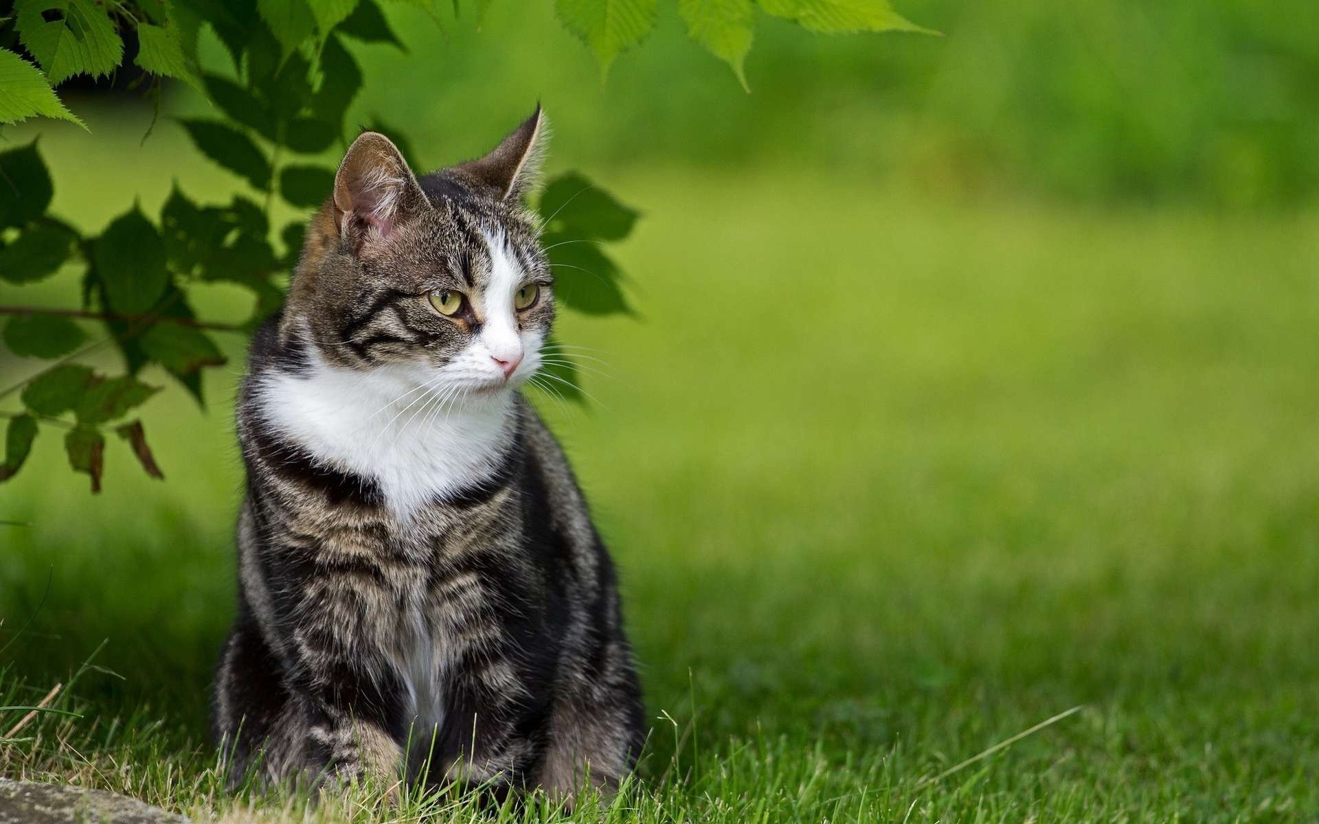 gatto tabby erba verde natura