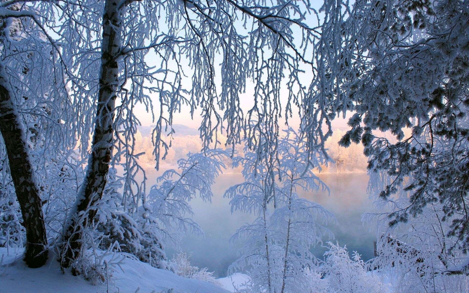 alberi neve gelo foresta