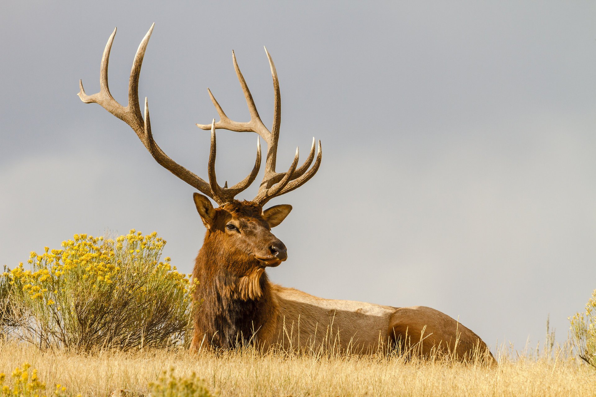 deer horn