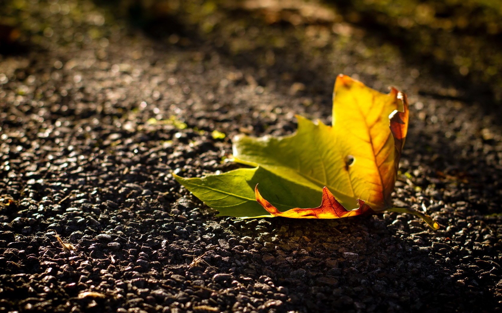 foglia macro autunno