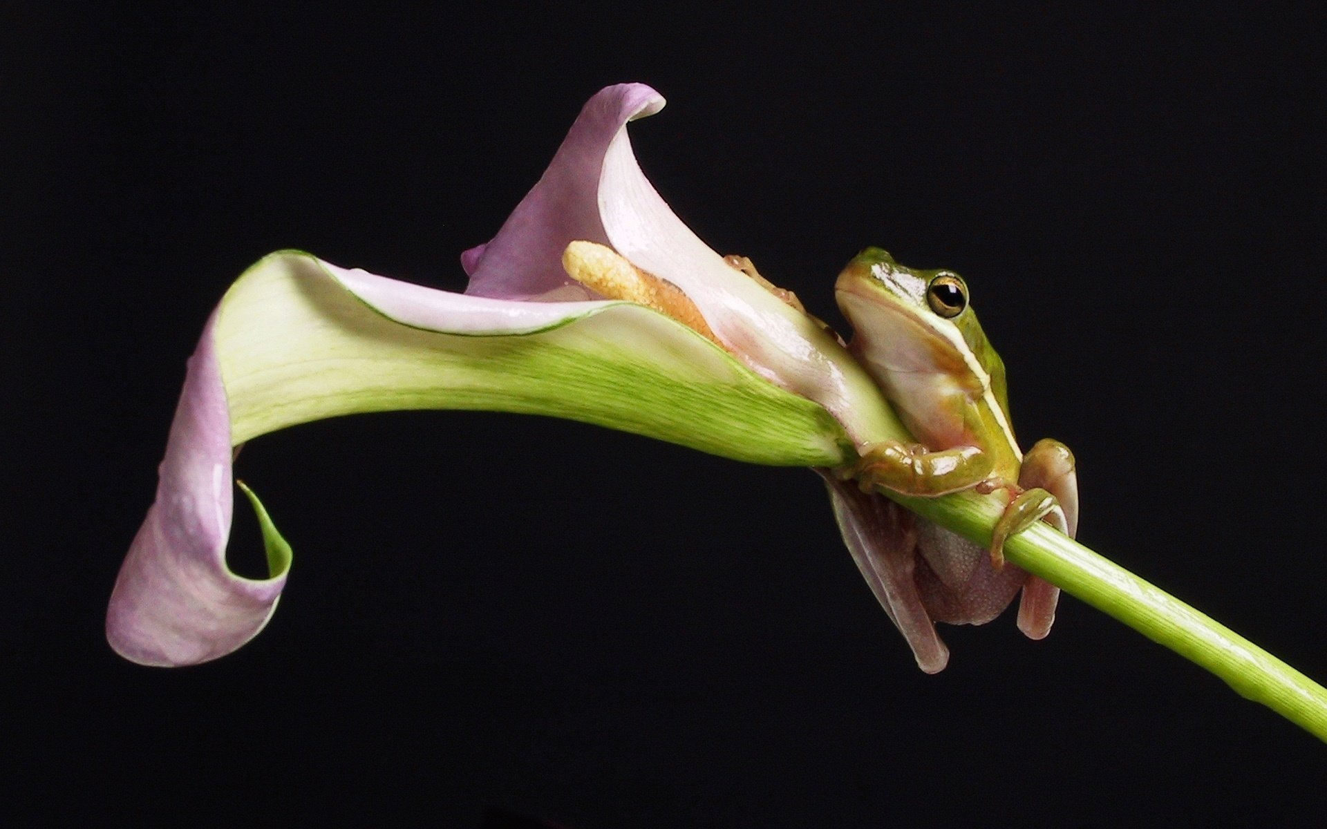 frog flower black background