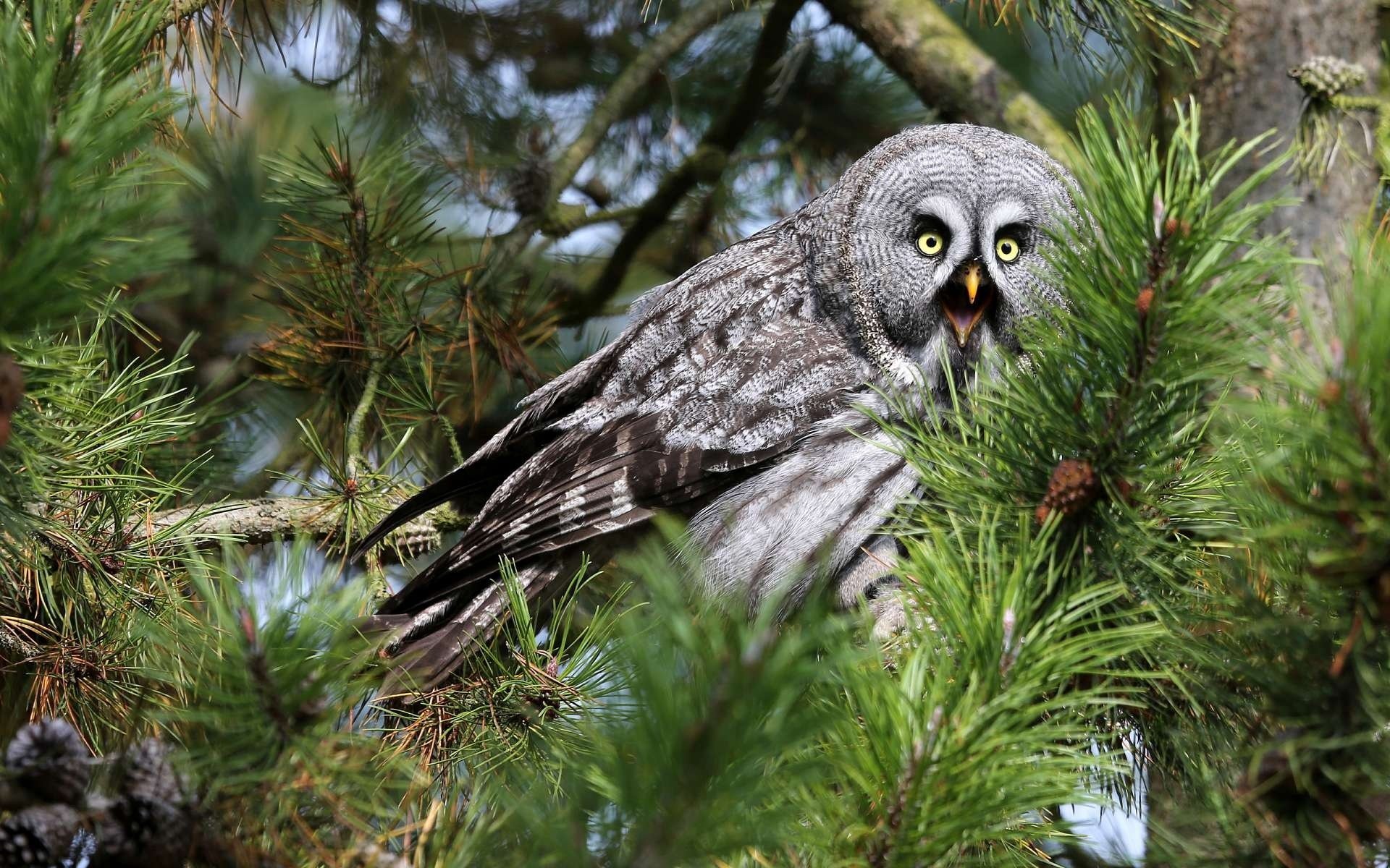 hibou oiseau aiguilles