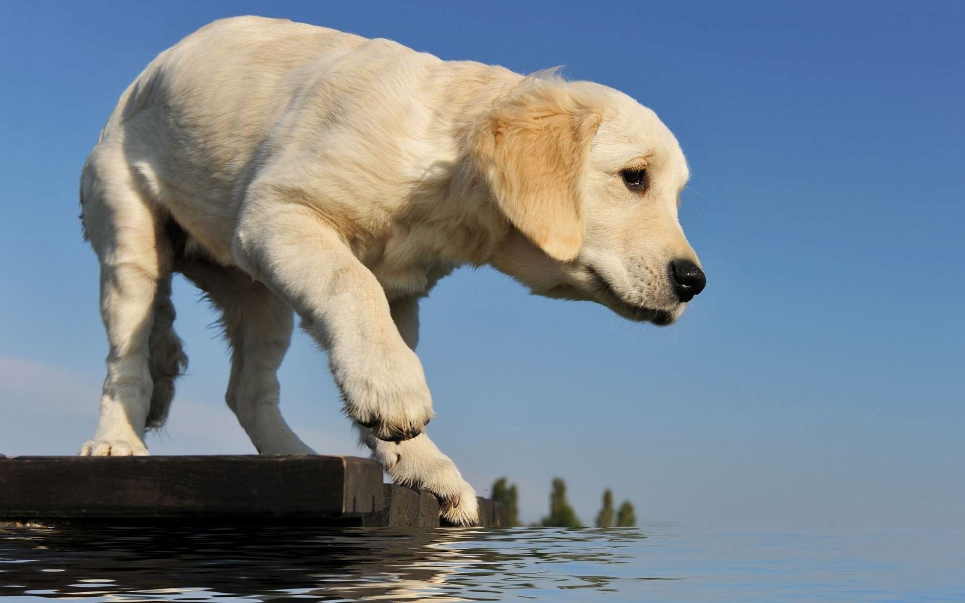 cucciolo retriever ponte zampa acqua