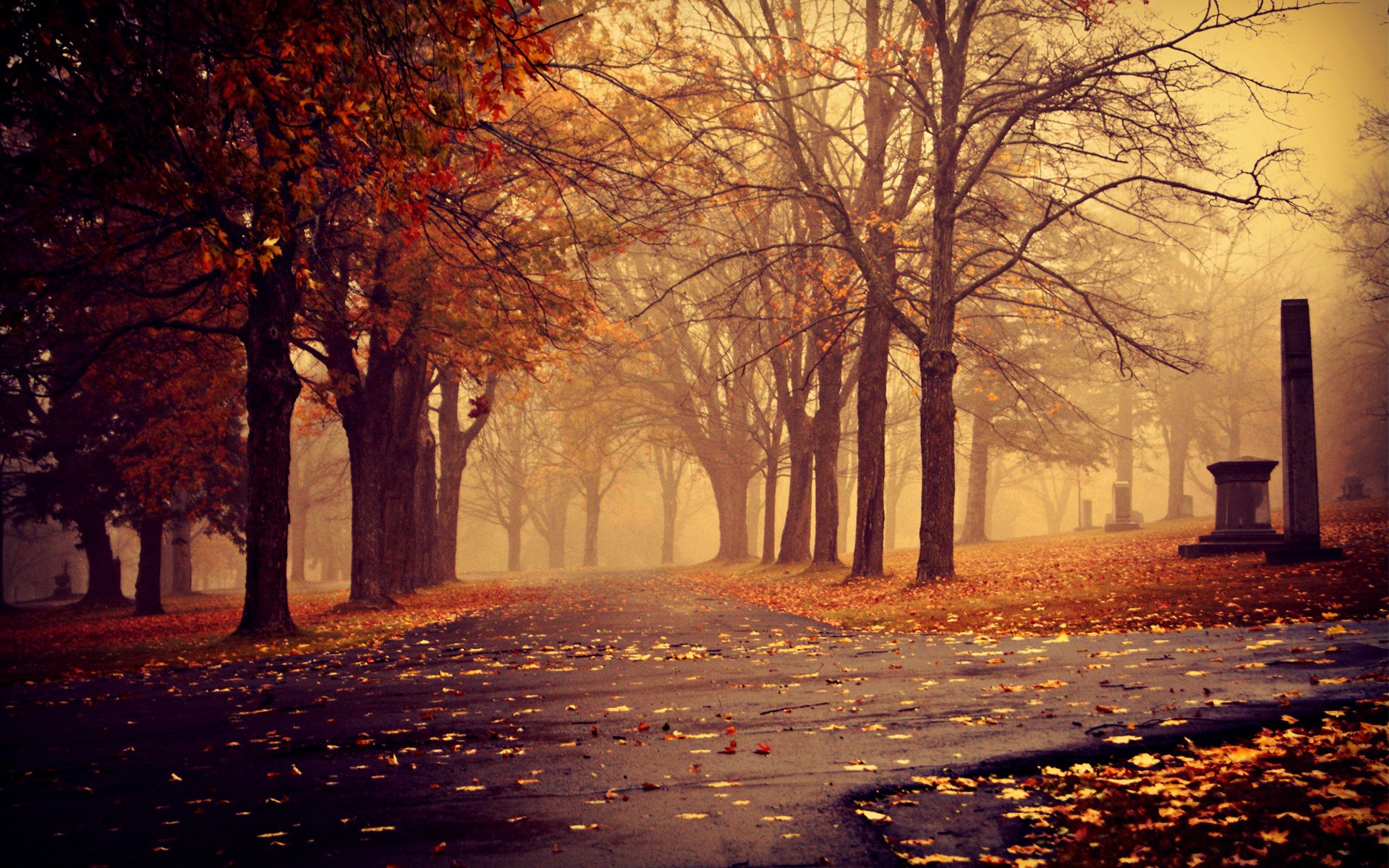 trees autumn park leaves track fog overcast