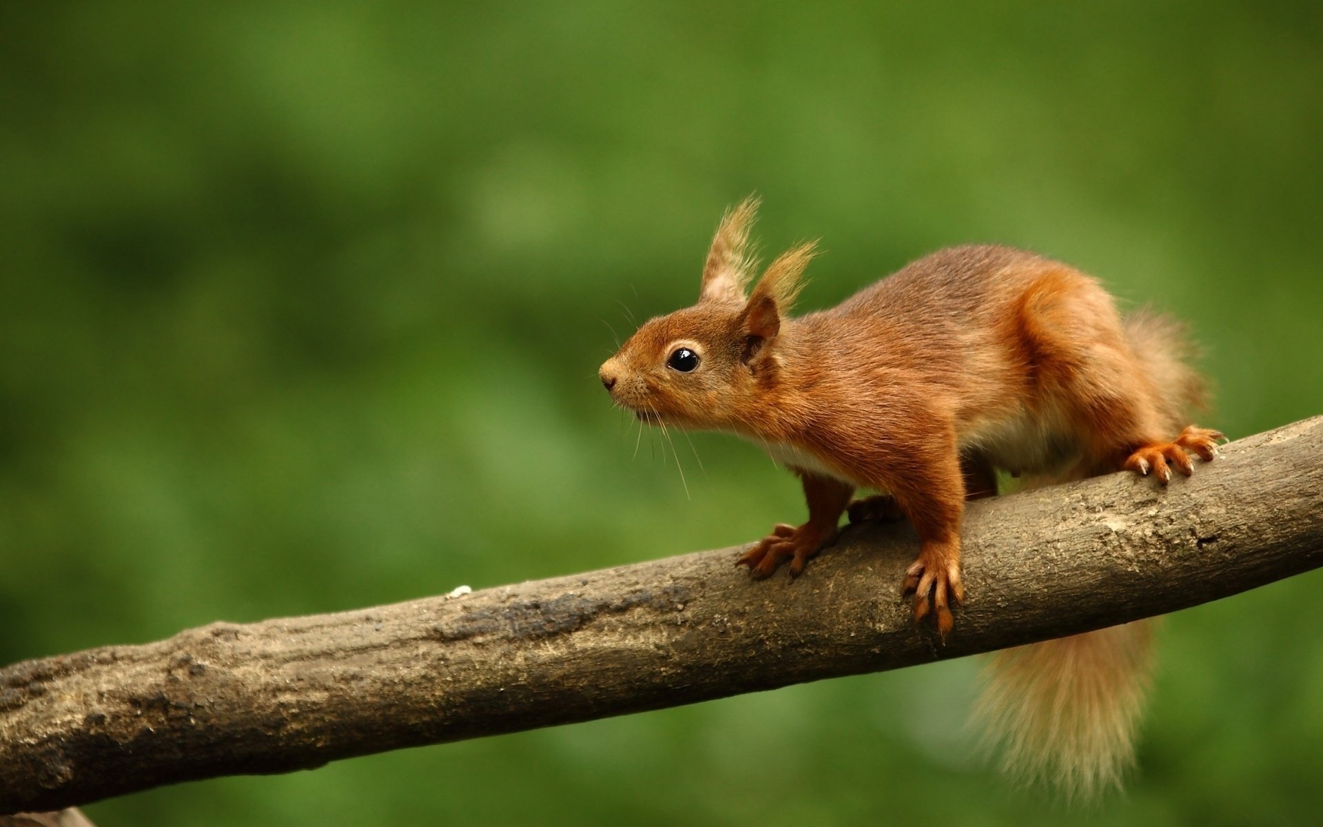 quirrel forest trunk