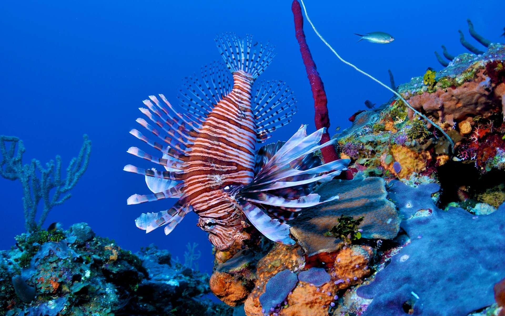 rafa ryba lionfish lionfish koral