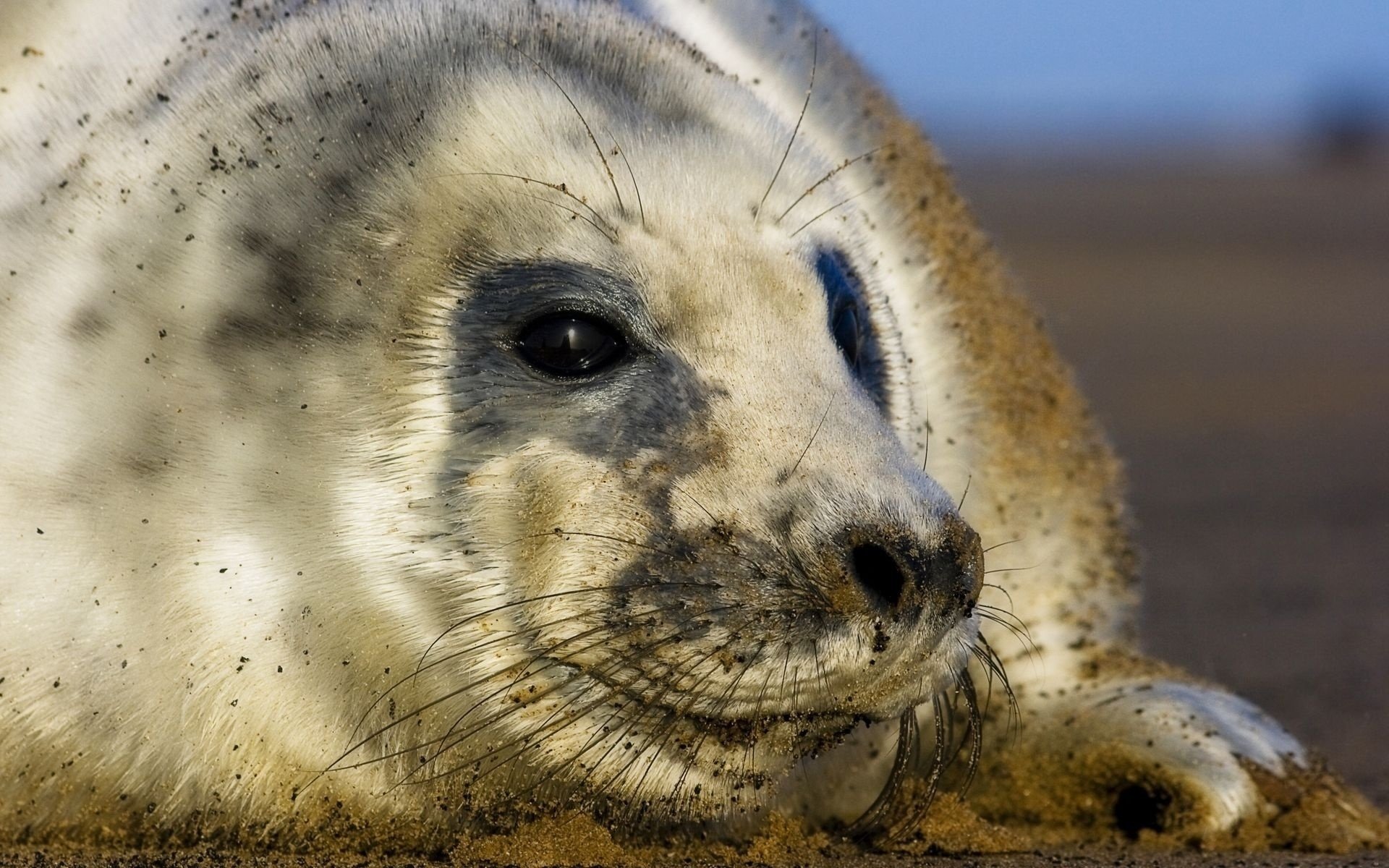 foca hocico