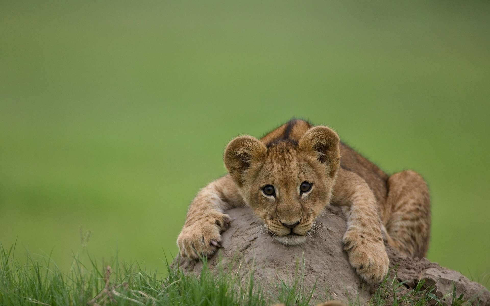 löwe löwenbaby jungtier natur blick raubtier