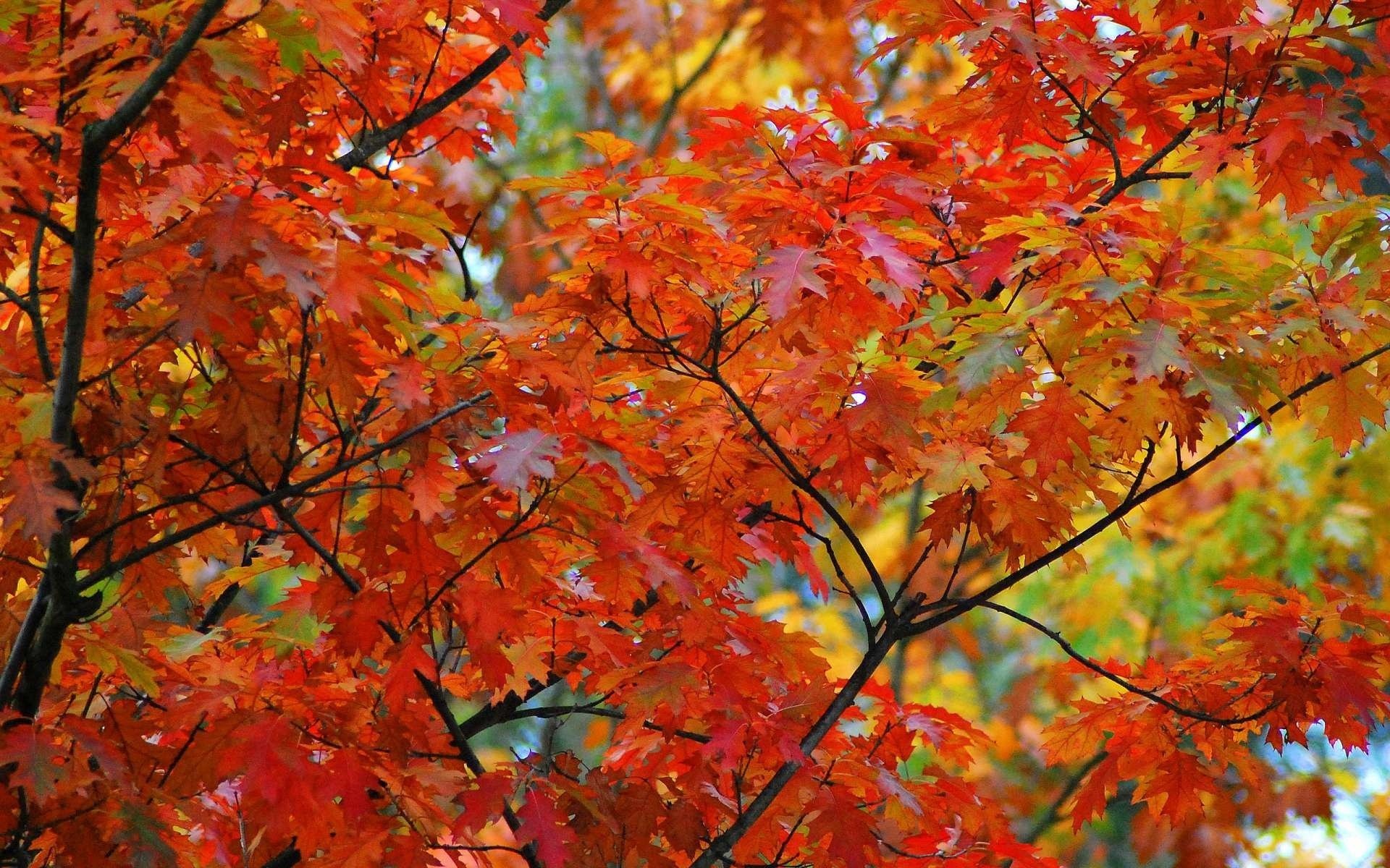 maple tree branches leaves autumn