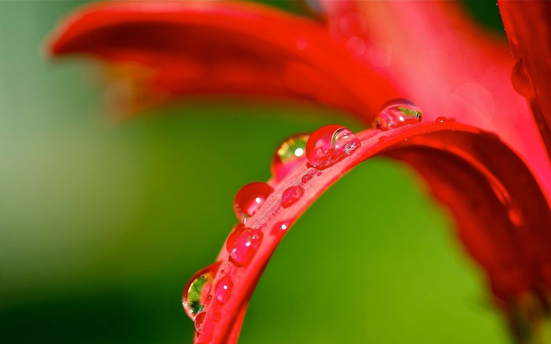 blume blütenblätter tropfen