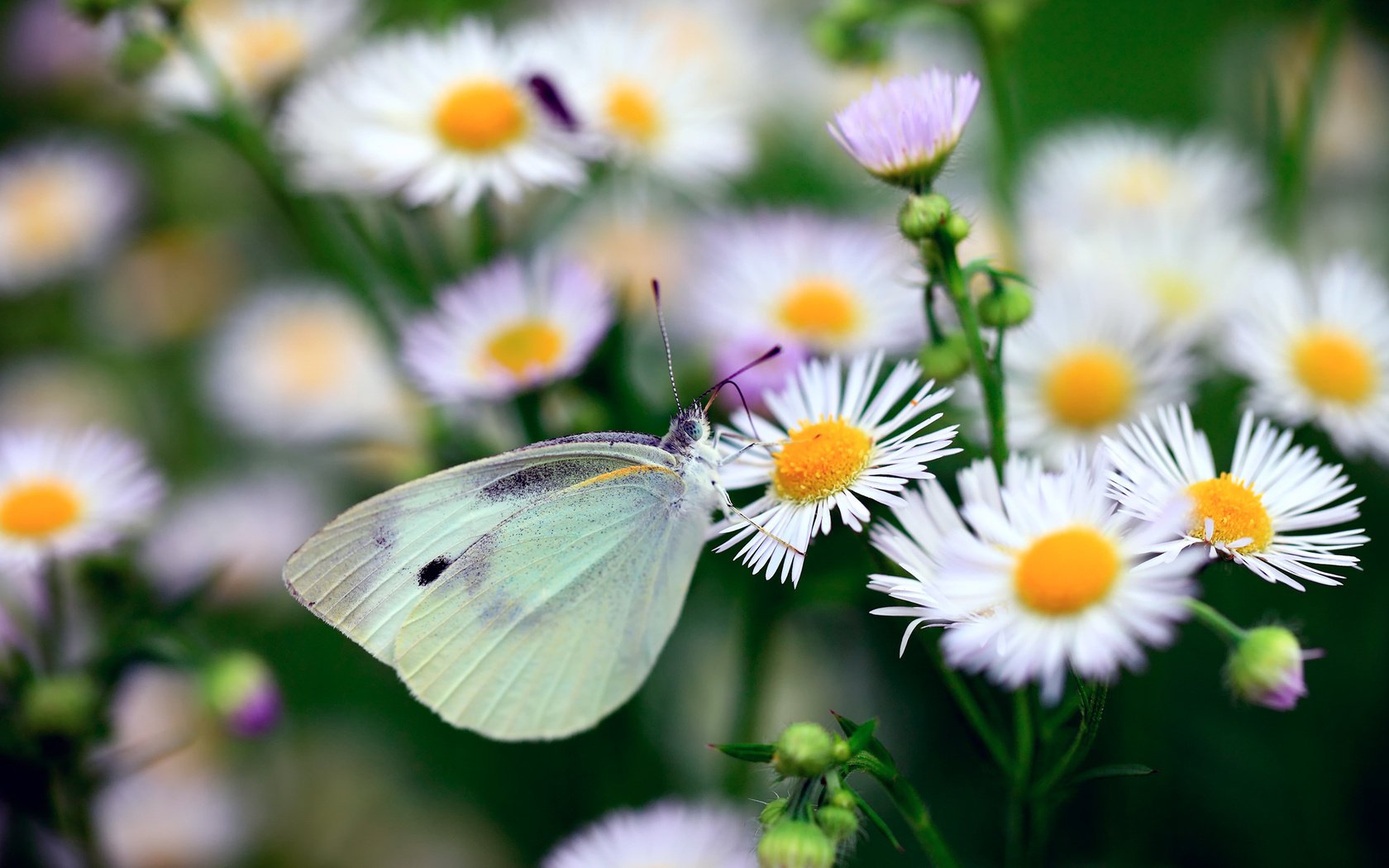 moth butterfly chamomile