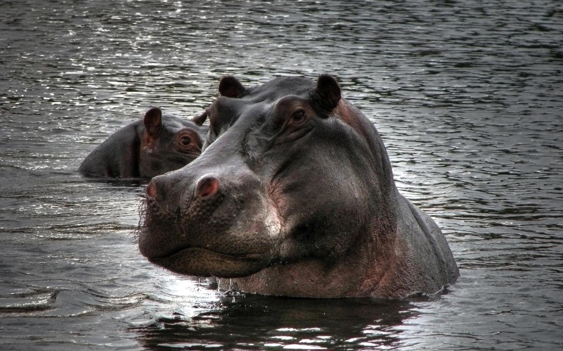 бегемот вода