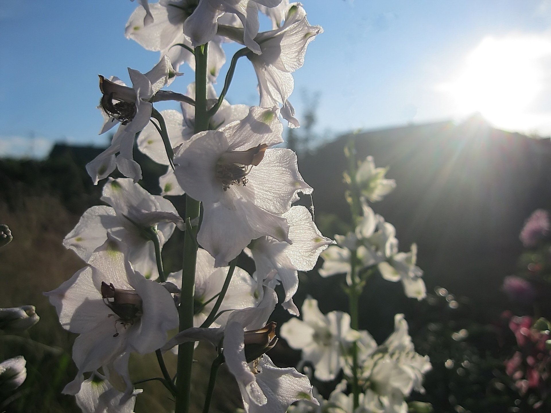 blumen delphinium weiß garten sommer