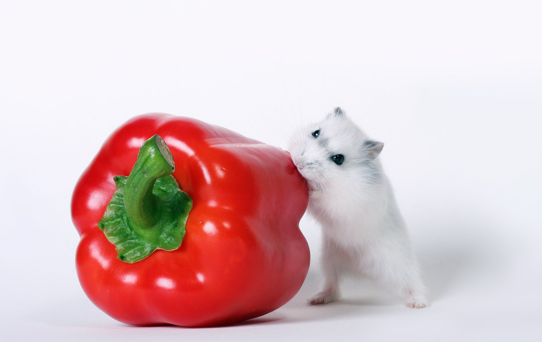 hamster white pepper